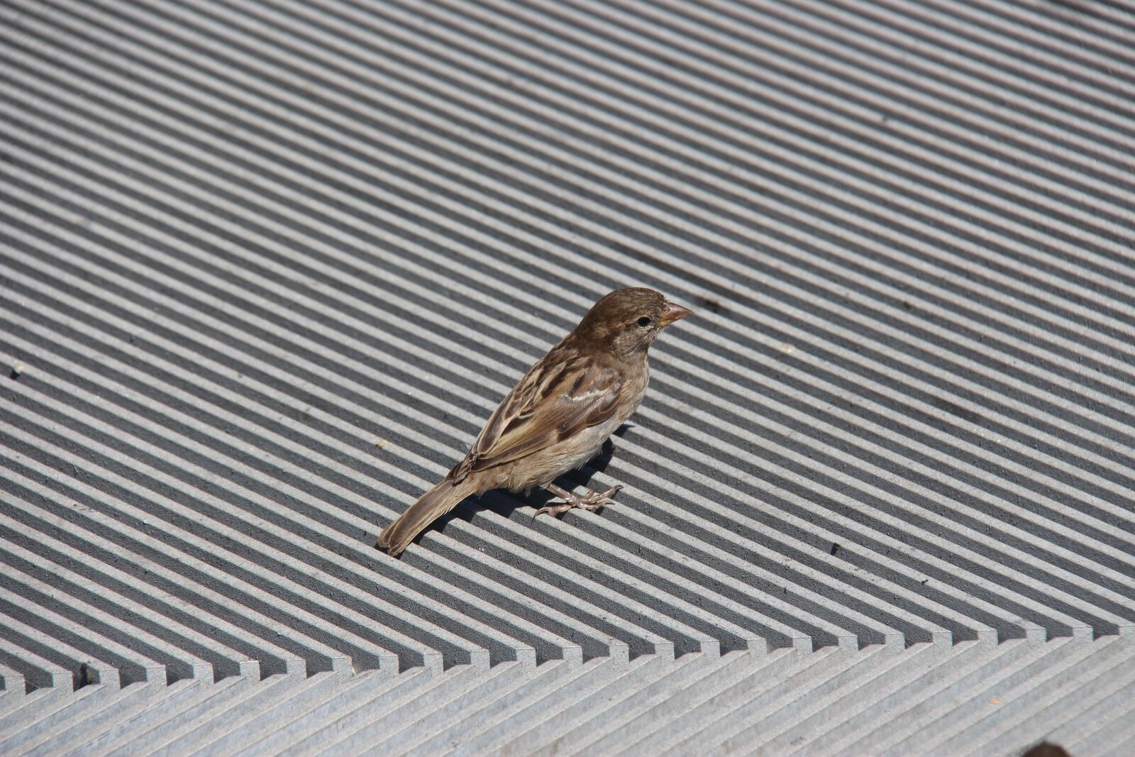 Canon EOS 700D (EOS Rebel T5i / EOS Kiss X7i) + Canon EF-S 18-200mm F3.5-5.6 IS sample photo. Bird, sparrow, nature photography