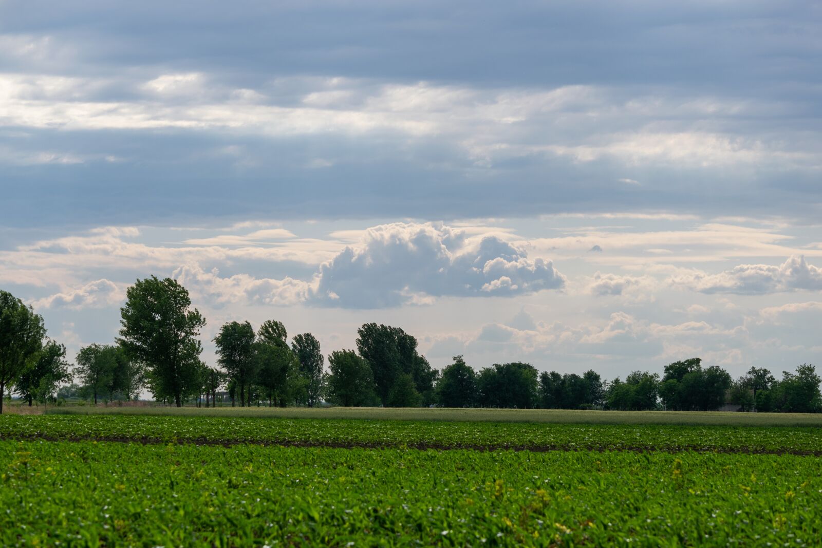 Nikon D3300 sample photo. Trees, nature, clouds photography