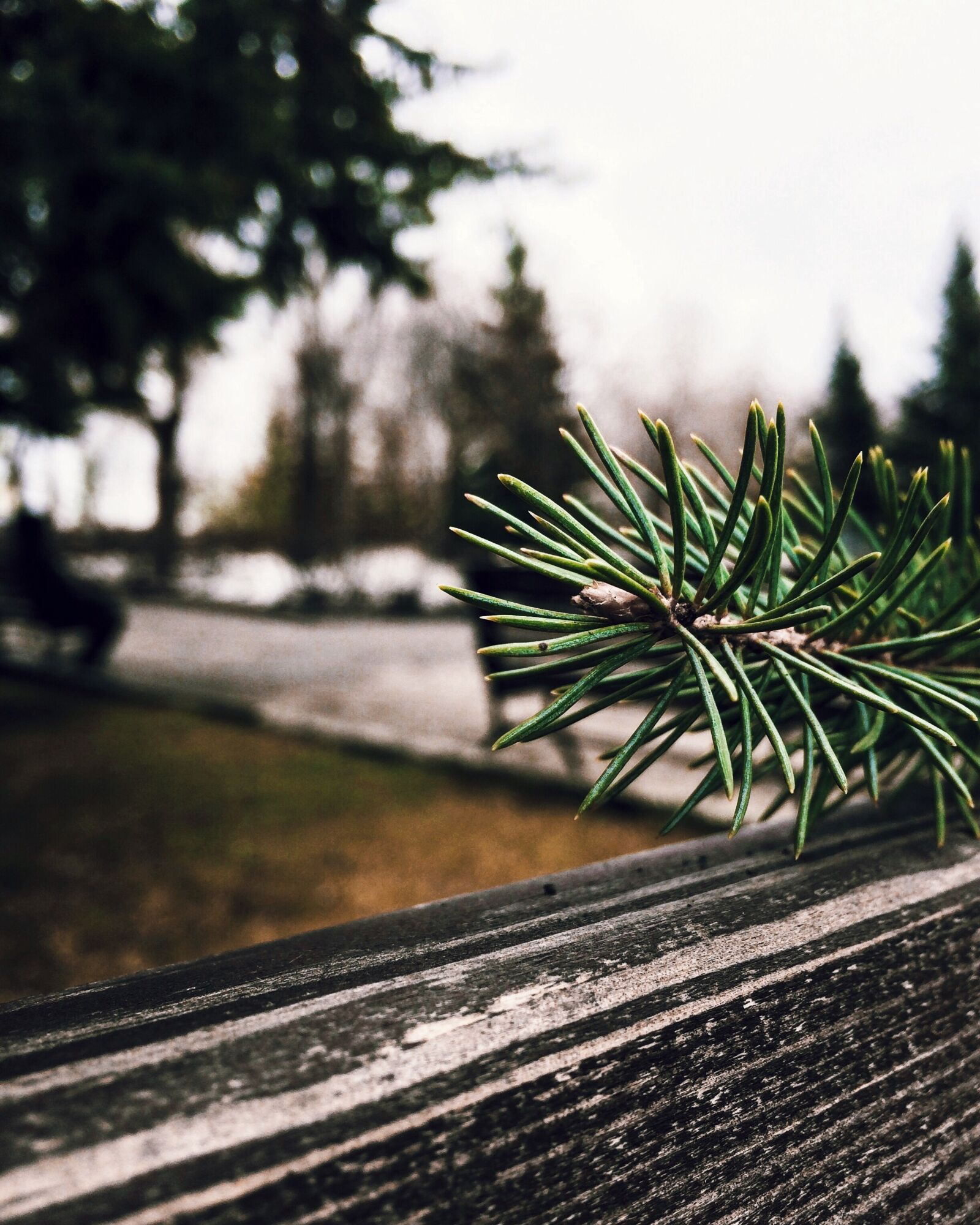 iPhone 5s back camera 4.15mm f/2.2 sample photo. Tree, nature, christmas tree photography
