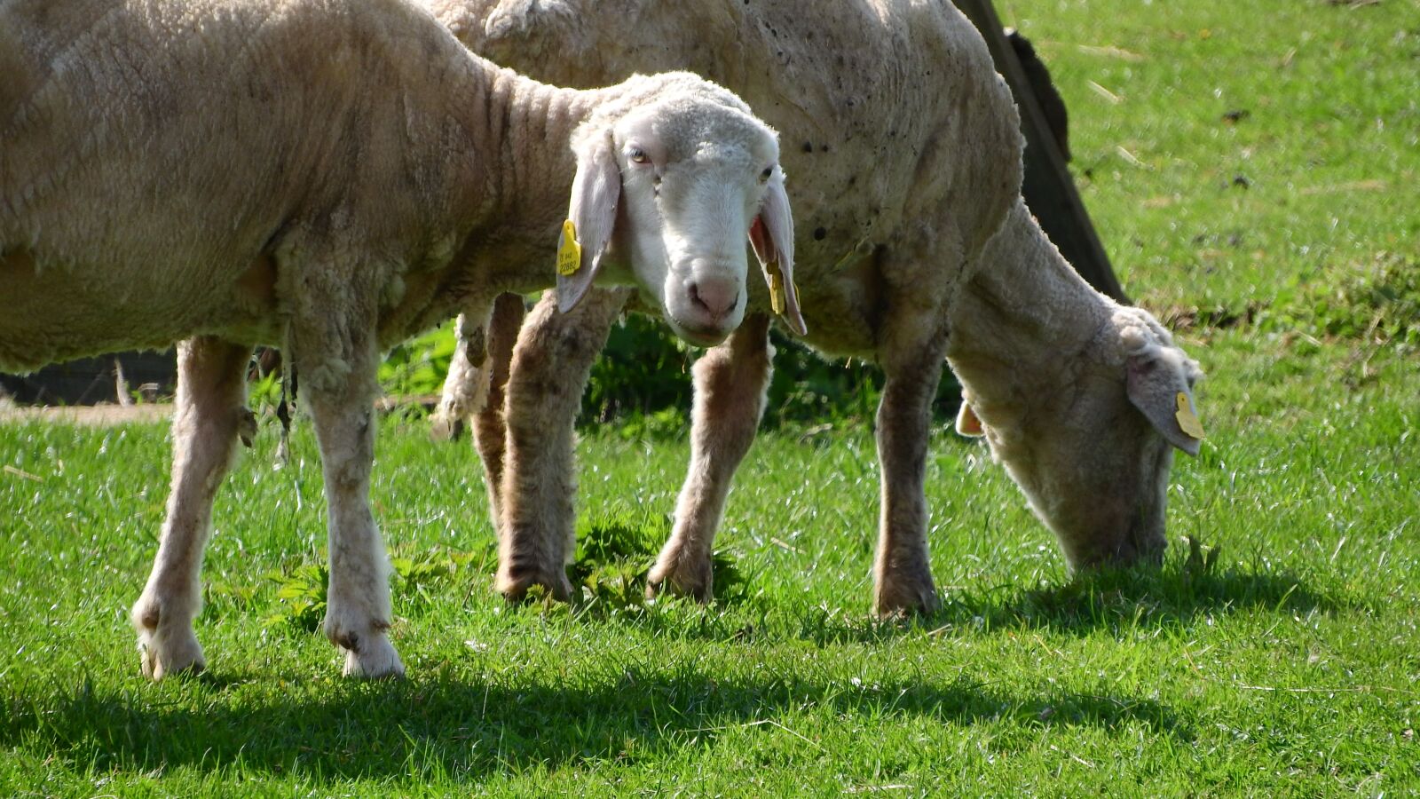 Nikon Coolpix P610 sample photo. Sheep, the animal on photography