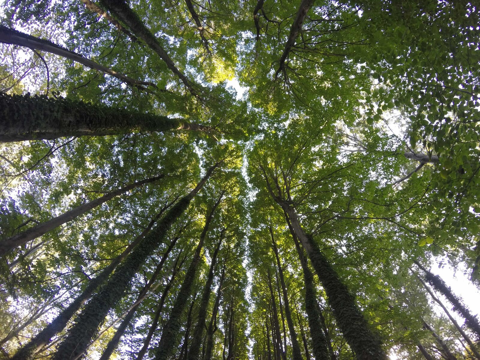 GoPro HERO4 Silver sample photo. Trees, oaks, holm photography