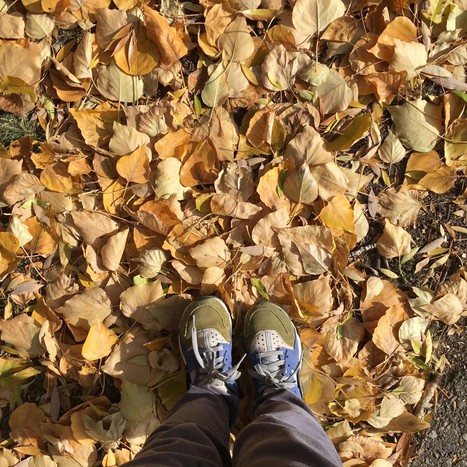 iPhone 6s back camera 4.15mm f/2.2 sample photo. Autumn, autumn, leaves, fall photography