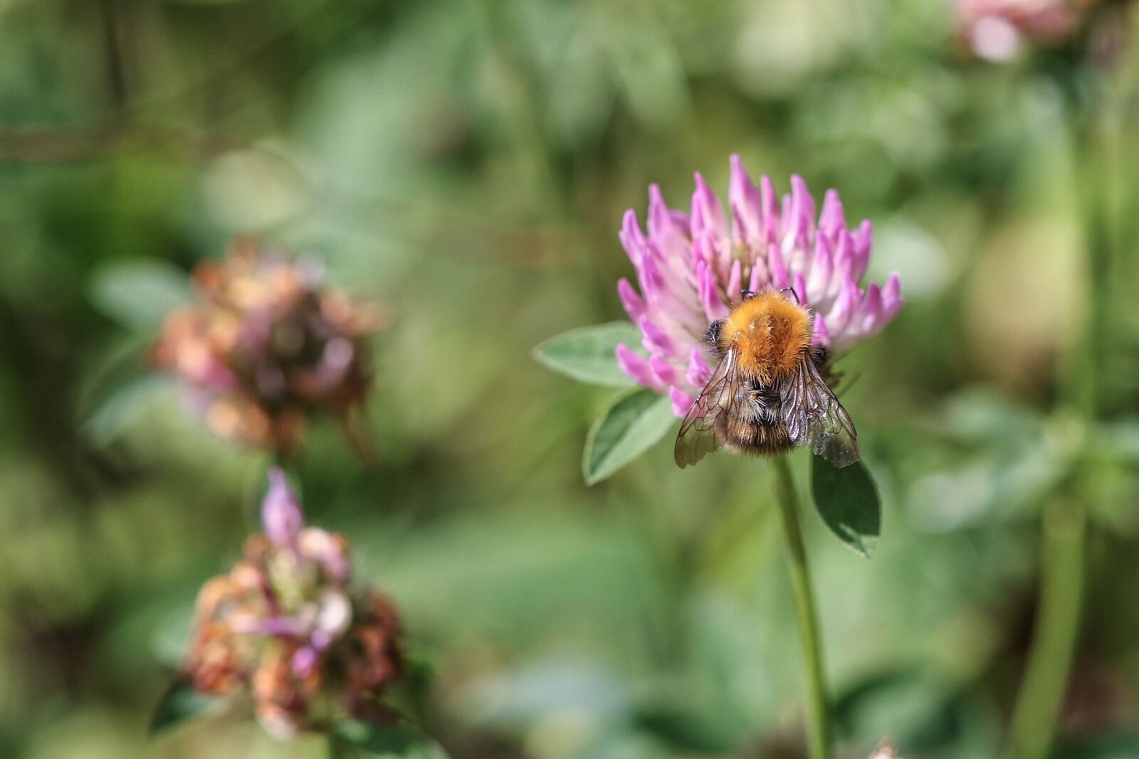 Canon EOS 7D Mark II sample photo. Bumblebee, insect, flower photography