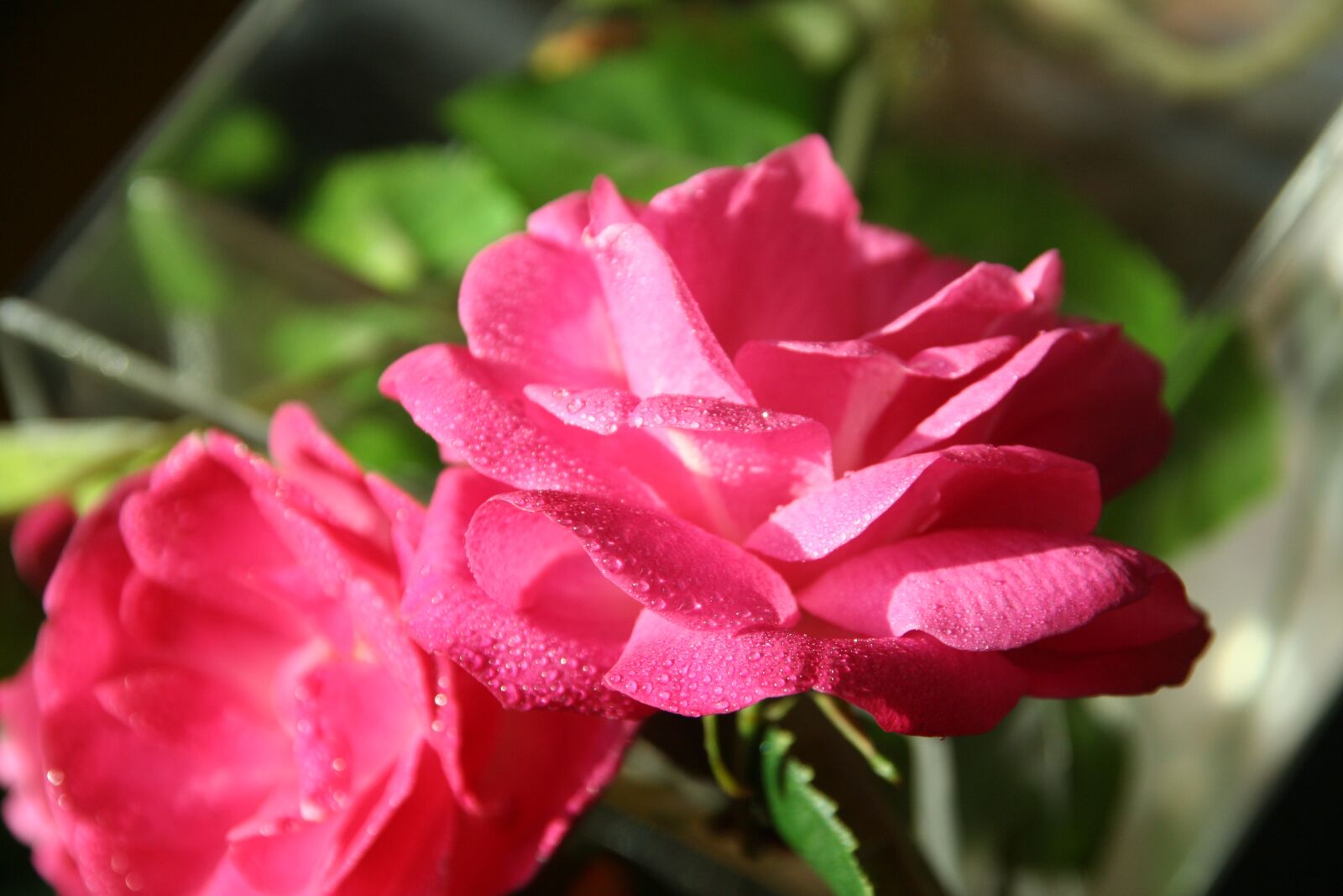 Canon EOS 350D (EOS Digital Rebel XT / EOS Kiss Digital N) sample photo. Red flowers, flower arrangement photography