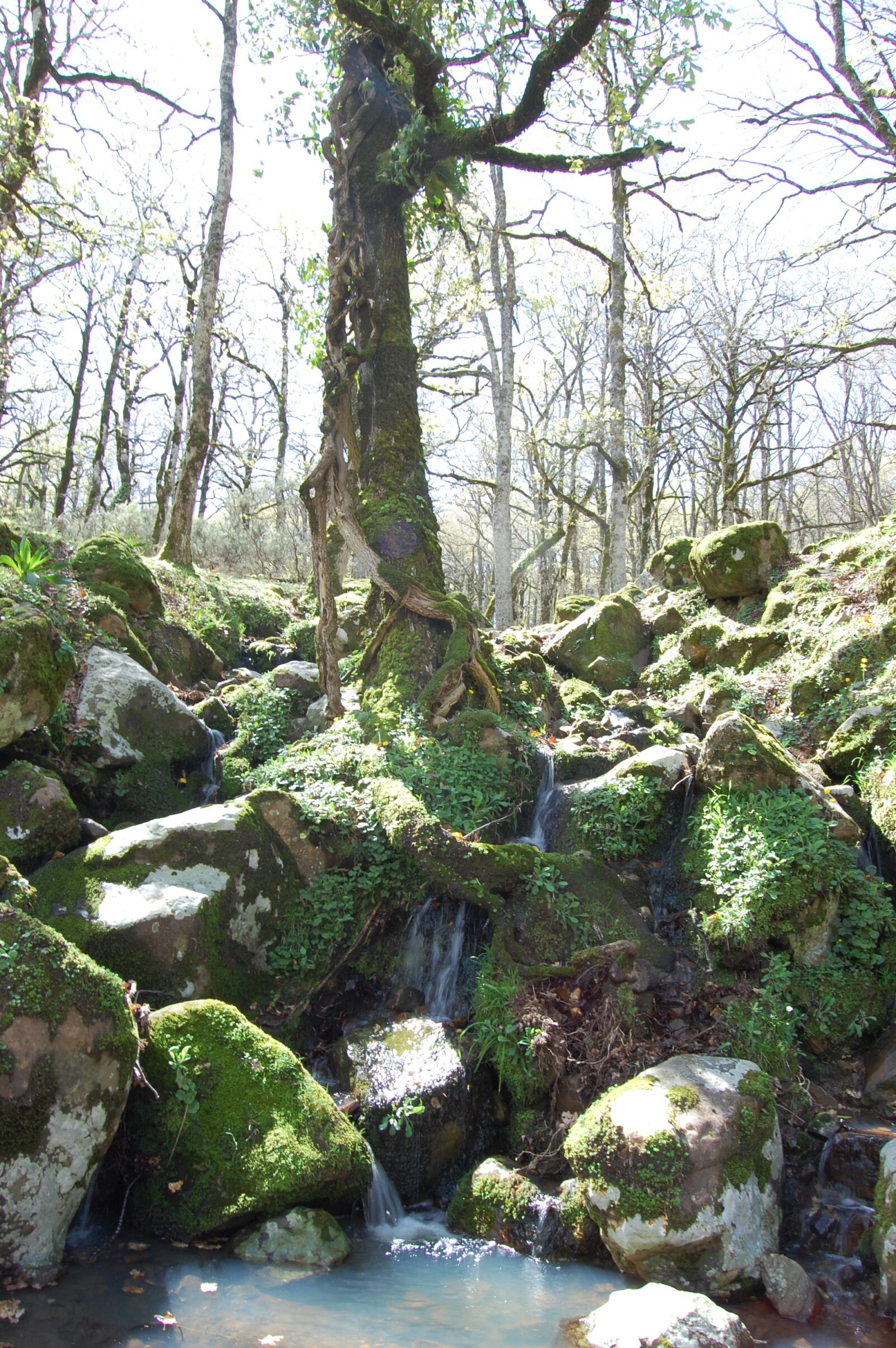 Nikon D40 sample photo. Water, forest, nature photography