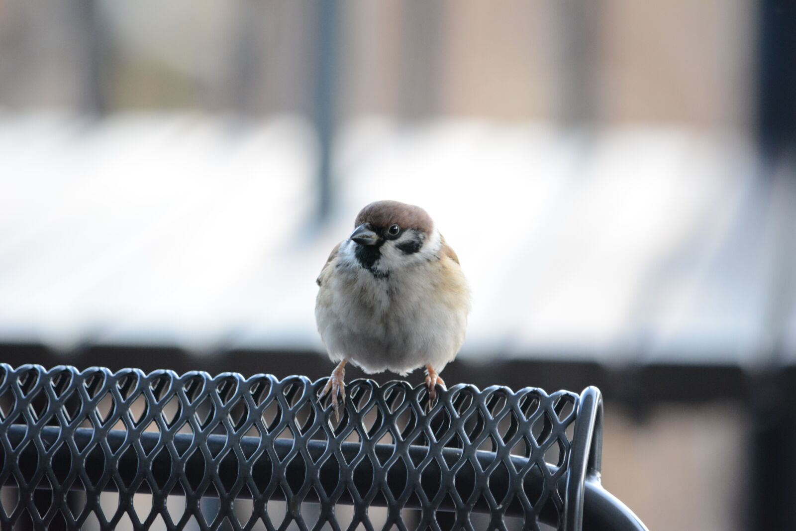 Nikon D5200 sample photo. Sparrow, bird, cute photography