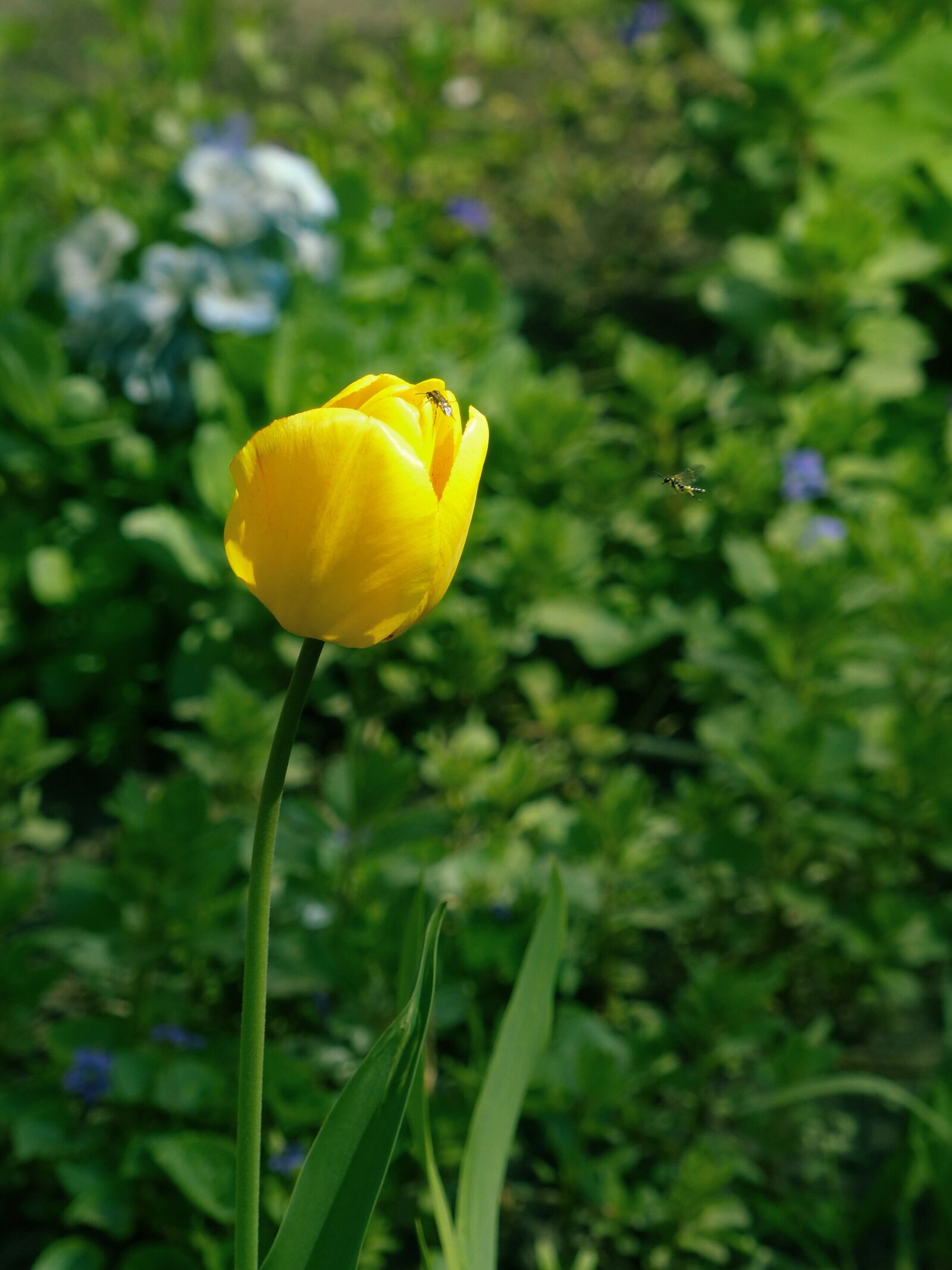 Panasonic Lumix DMC-FZ200 sample photo. Tulip, flower, spring photography