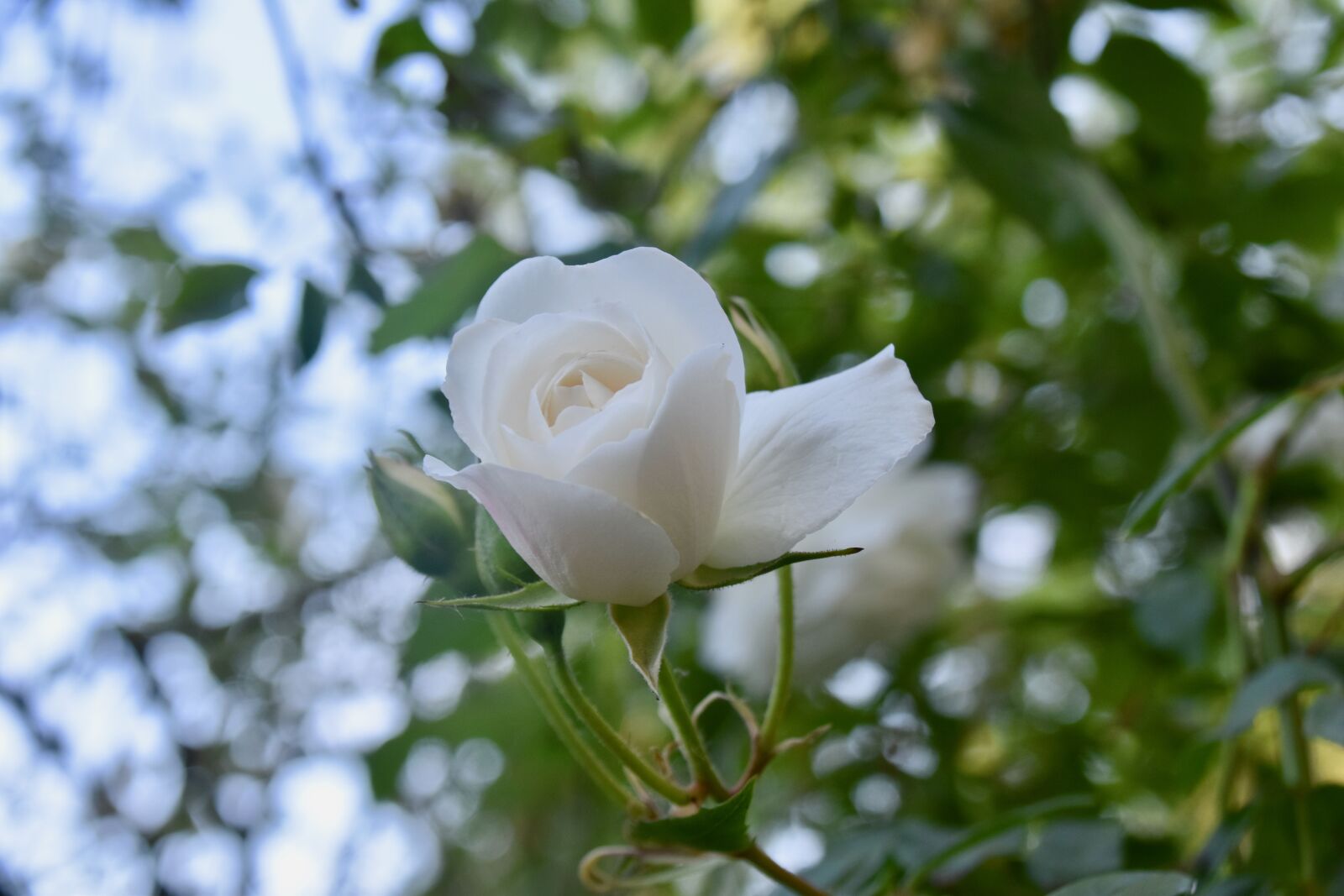 Nikon D5600 sample photo. Pink, white rose, rose photography
