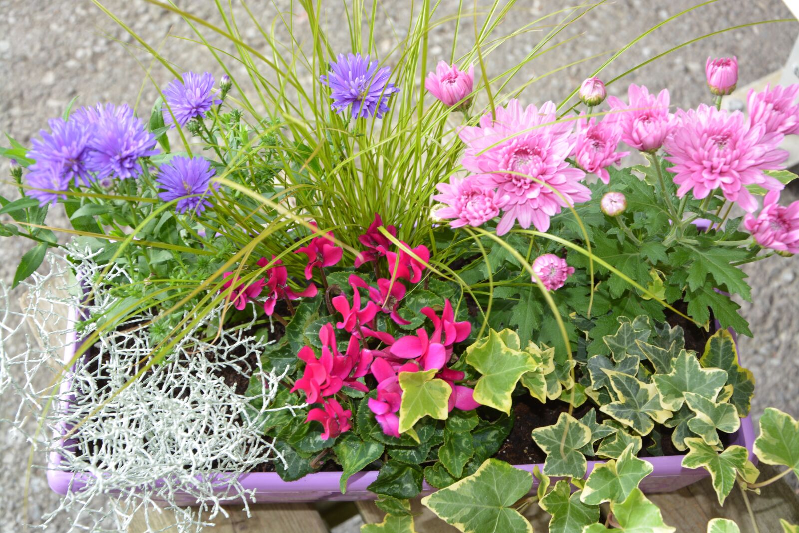 Nikon D5200 sample photo. Flowers, plants, colors photography
