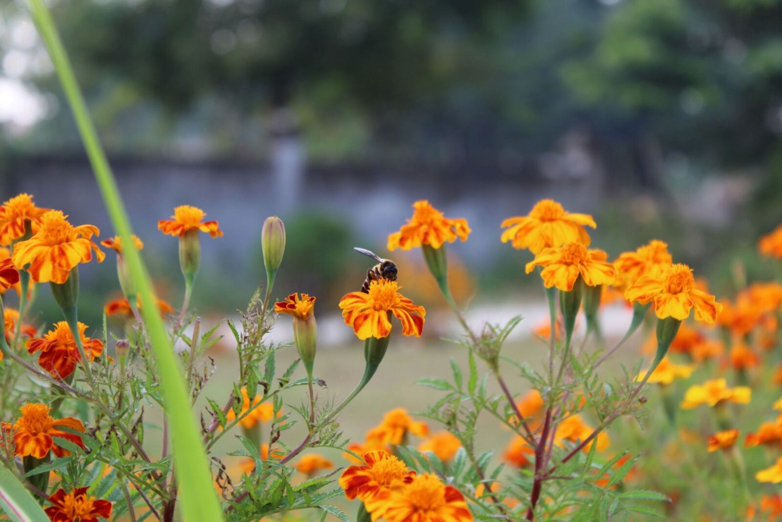 Nokia Lumia 1020 sample photo. Honeybee, flowers, pollination photography