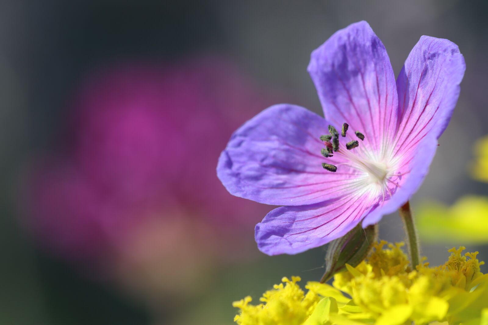 Canon EOS 90D sample photo. Flowers, shrub, blossom photography