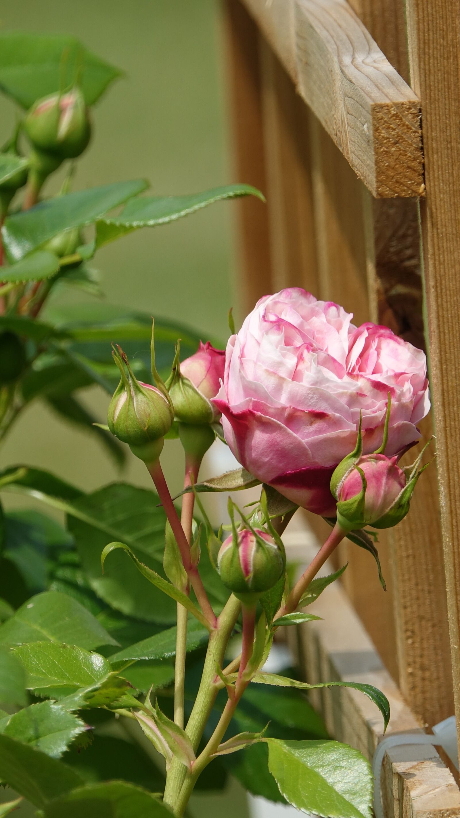 Sony Cyber-shot DSC-RX10 III sample photo. Roses, climbing plants, spring photography