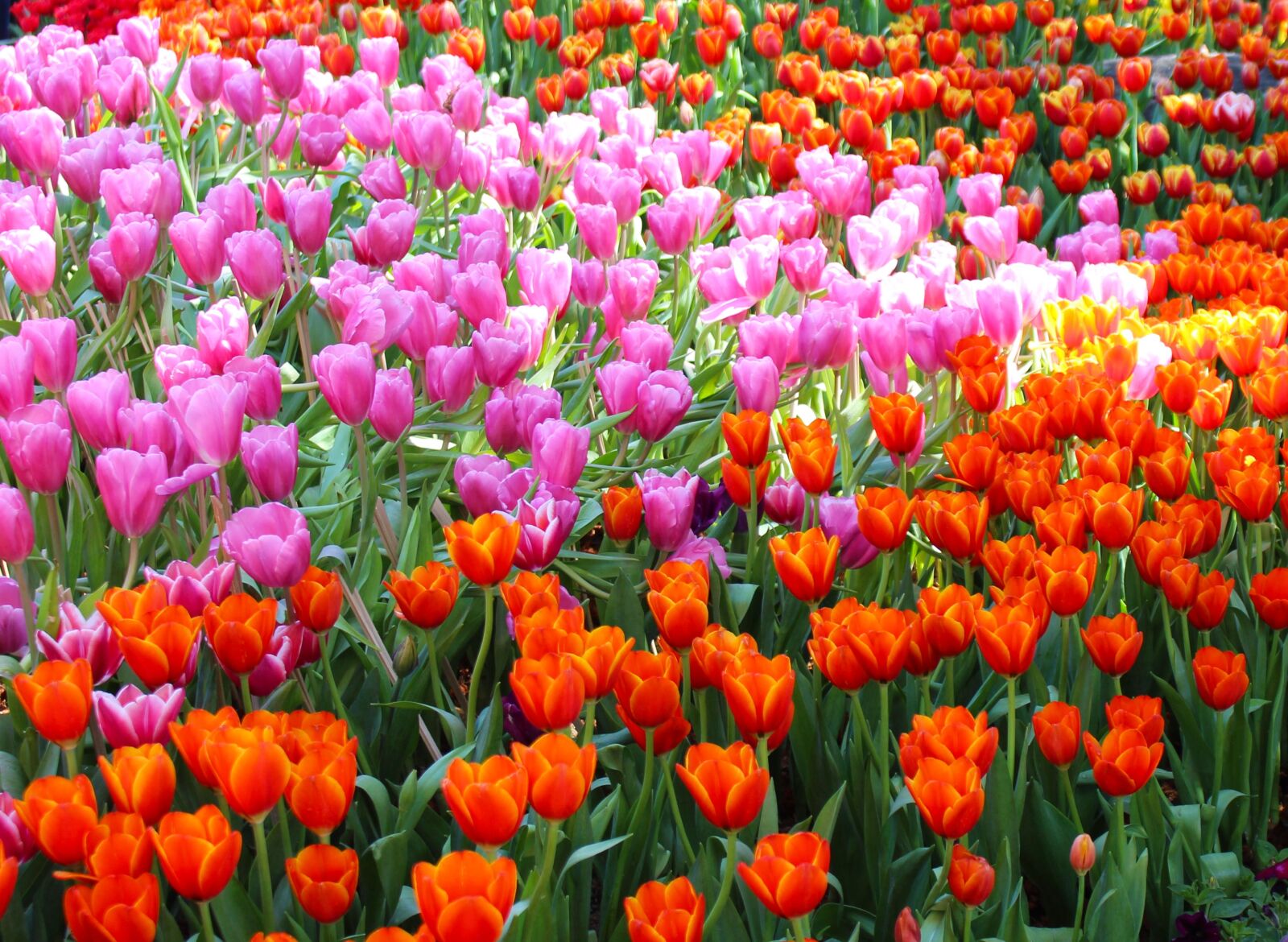 Canon EOS 700D (EOS Rebel T5i / EOS Kiss X7i) sample photo. Tulips, flowers, garden photography