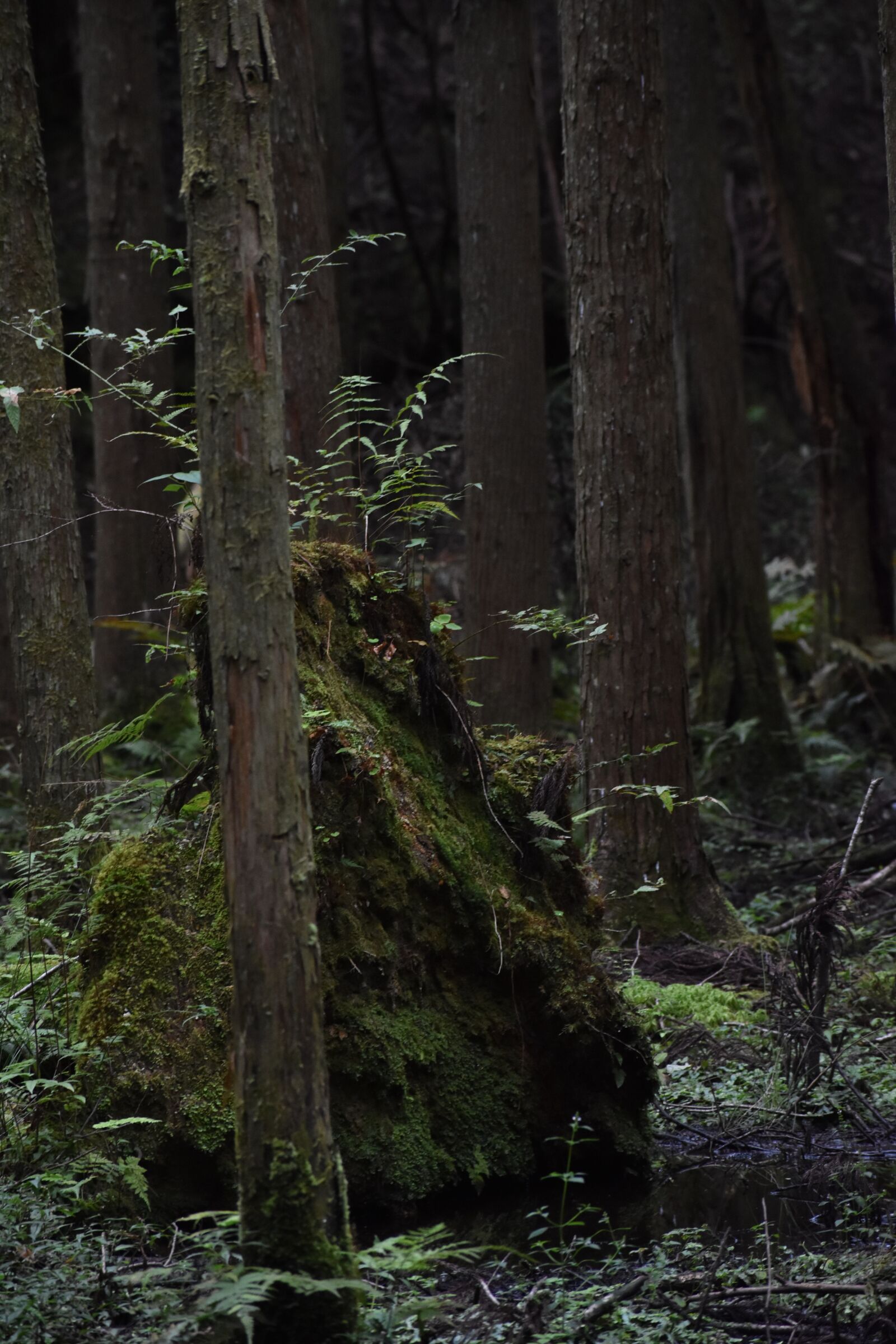 Nikon D3400 sample photo. Tree, nature, wood photography