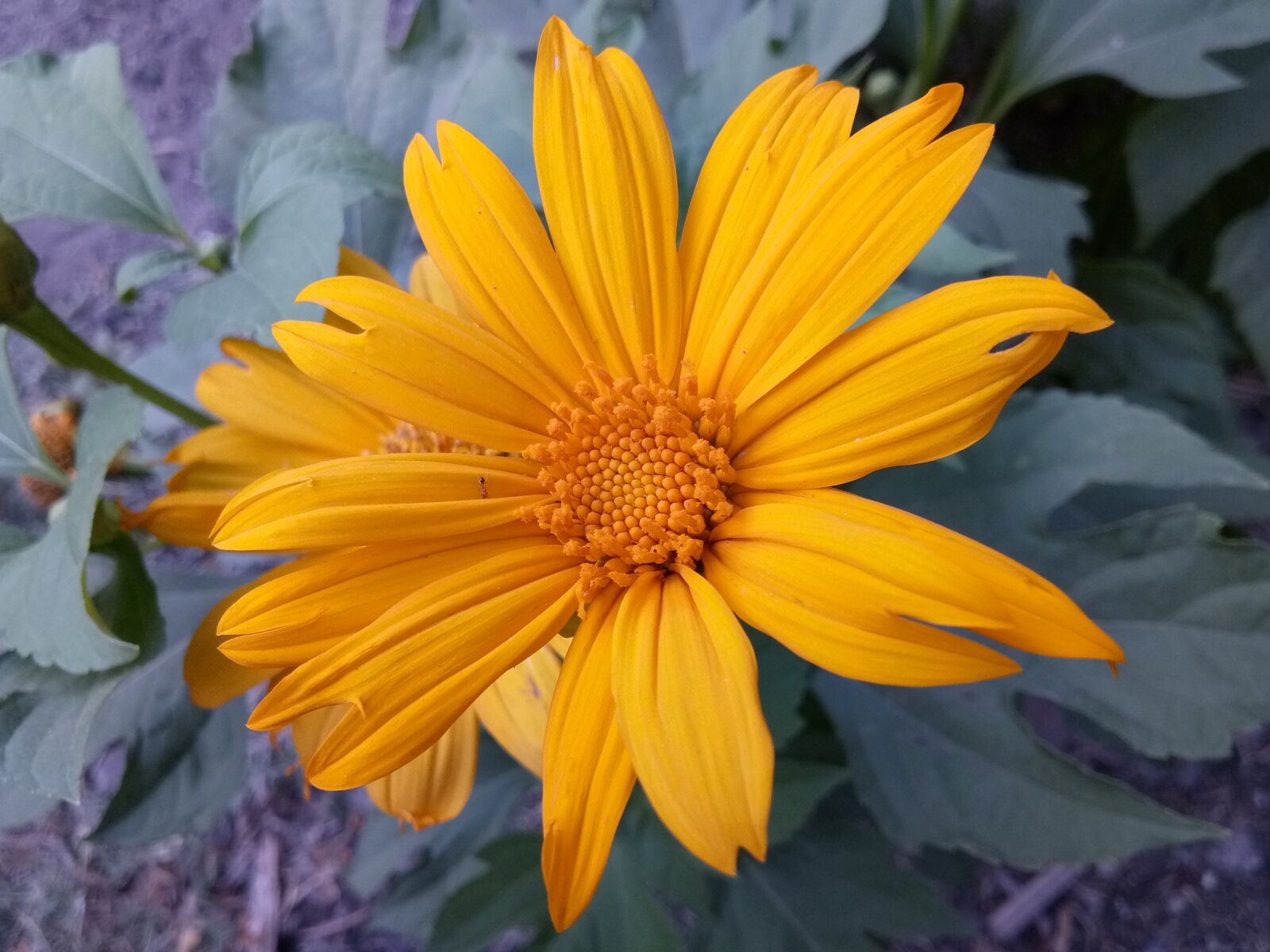 vivo 1601 sample photo. Mexican sunflower, garden flower photography