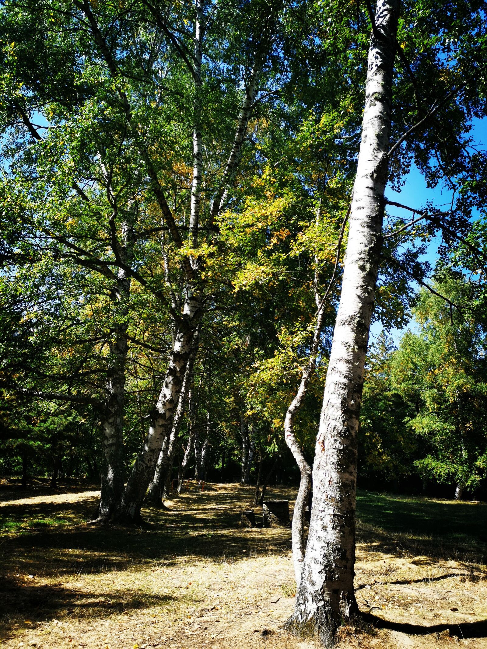 HUAWEI LYA-L29 sample photo. Forest, tree, park photography