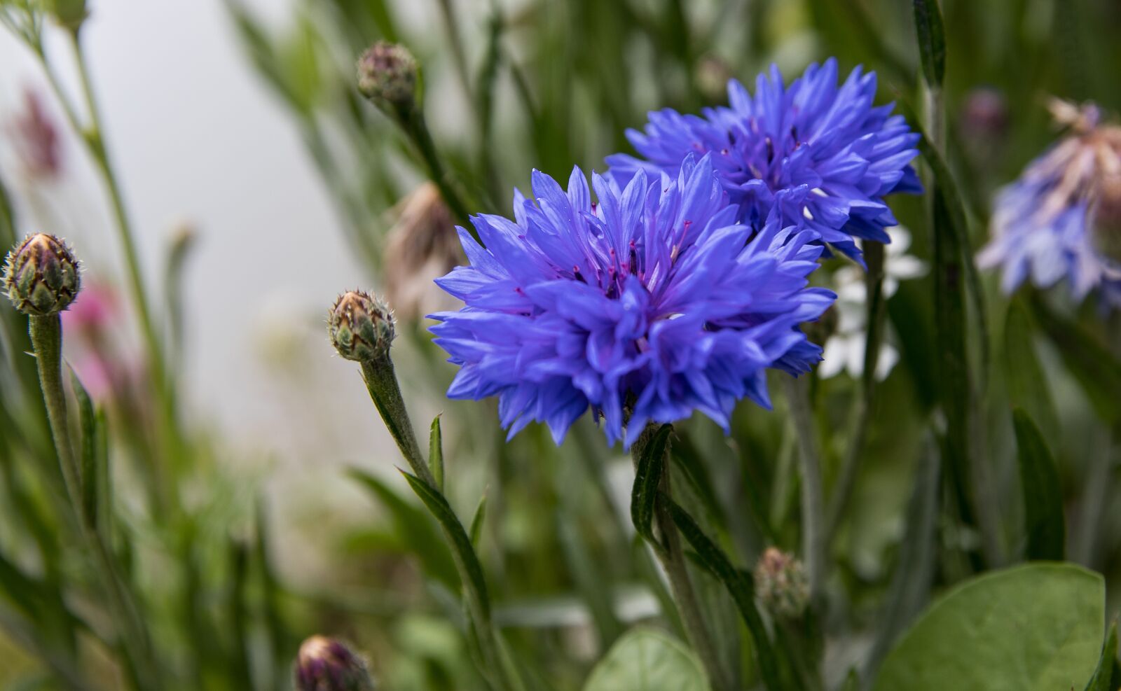 Canon EOS 80D sample photo. Cornflower, plant, blossom photography
