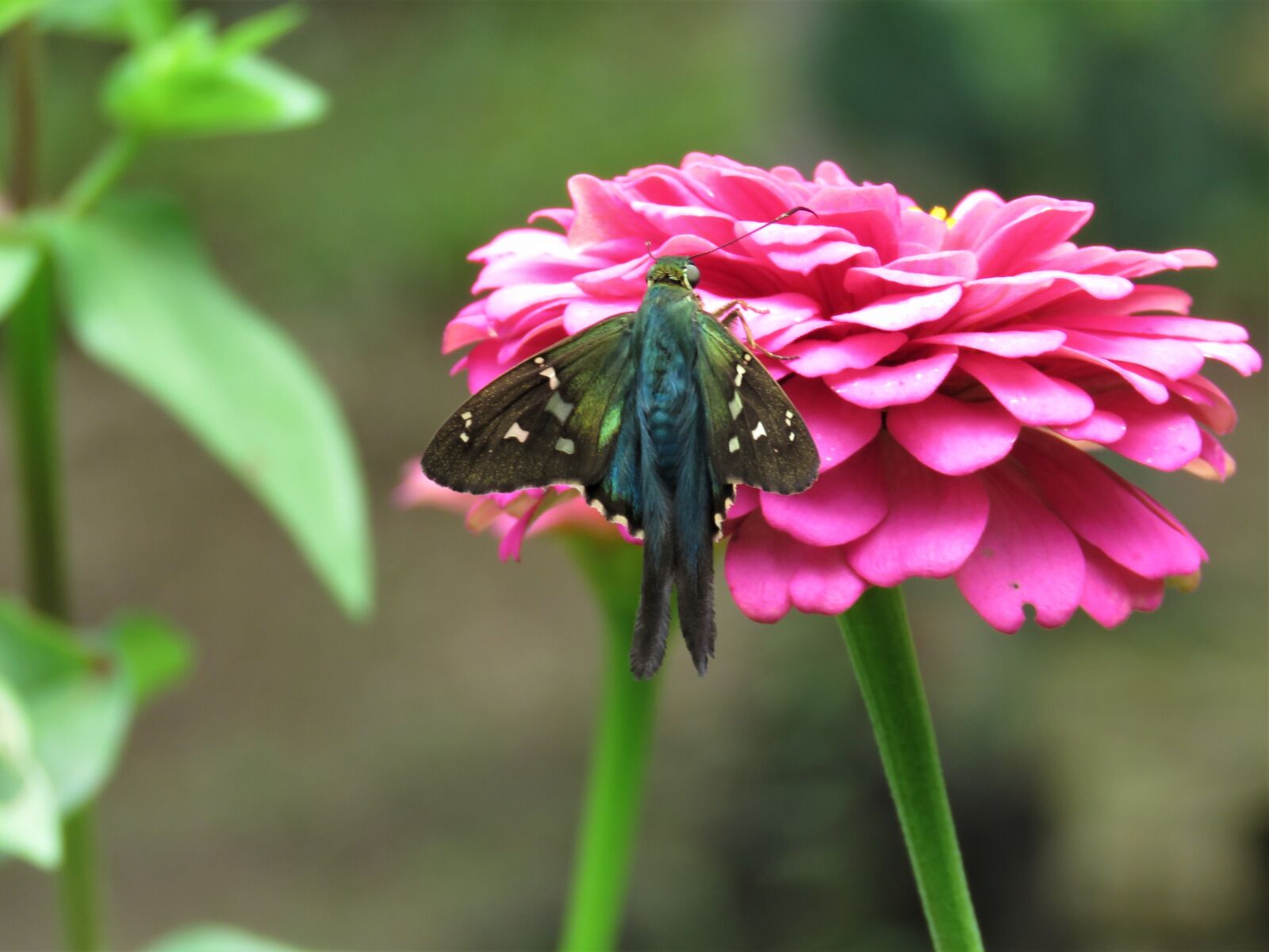 Canon PowerShot SX60 HS sample photo. Butterfly, flower garden, tropical photography