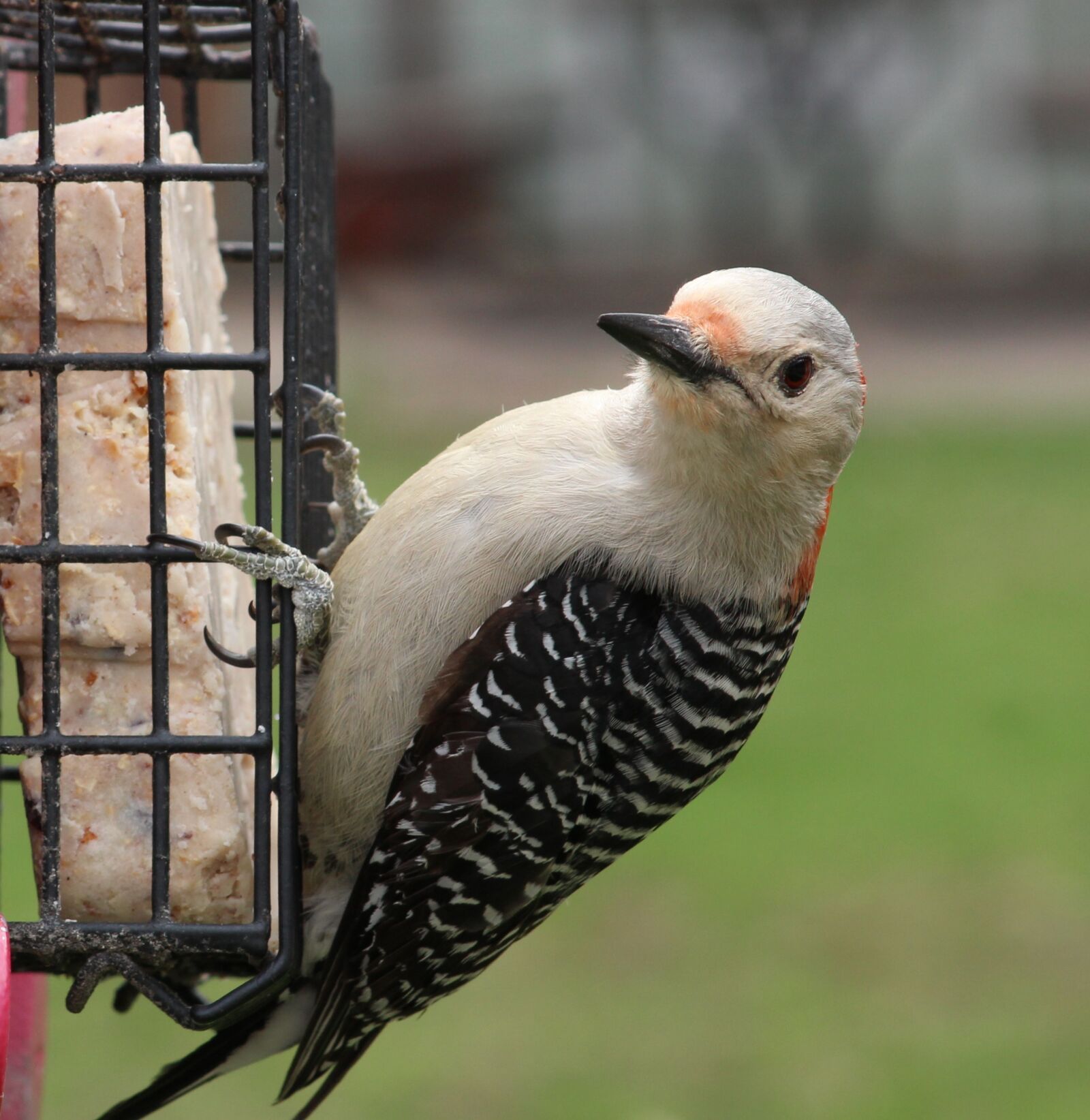 Canon EF 75-300mm f/4-5.6 sample photo. Woodpecker, feeder, bird photography