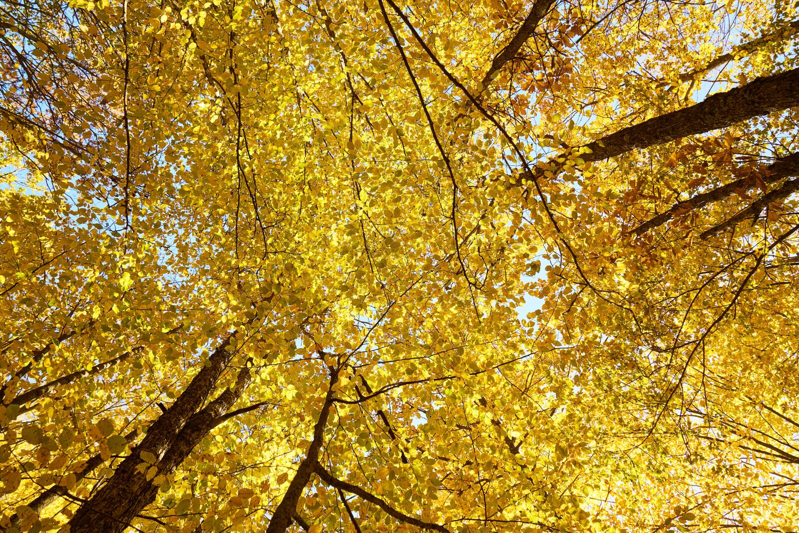 Sony a7R II sample photo. Yellow, autumn, leaves photography