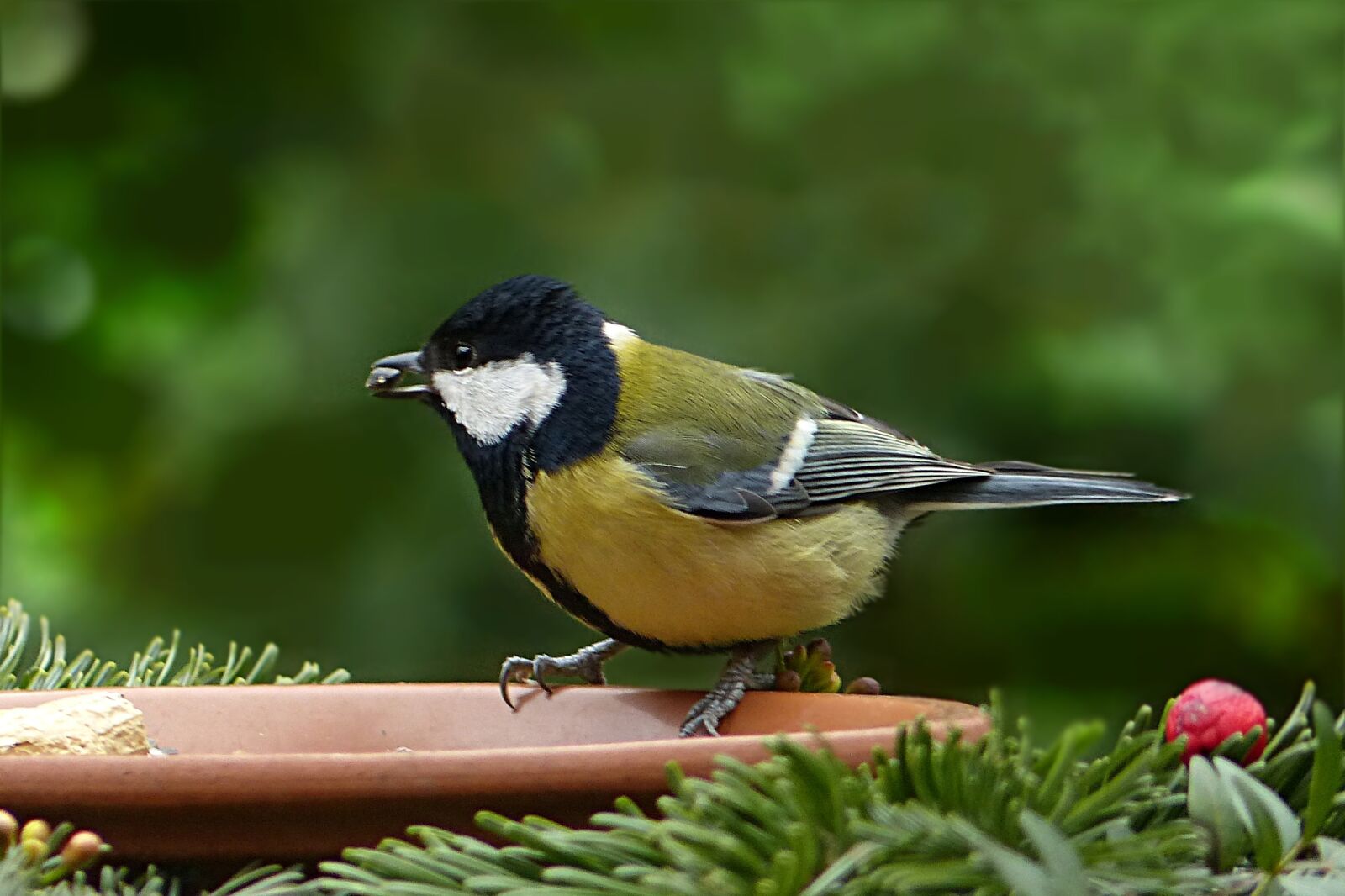Panasonic Lumix DMC-FZ200 sample photo. Bird, tit, parus major photography