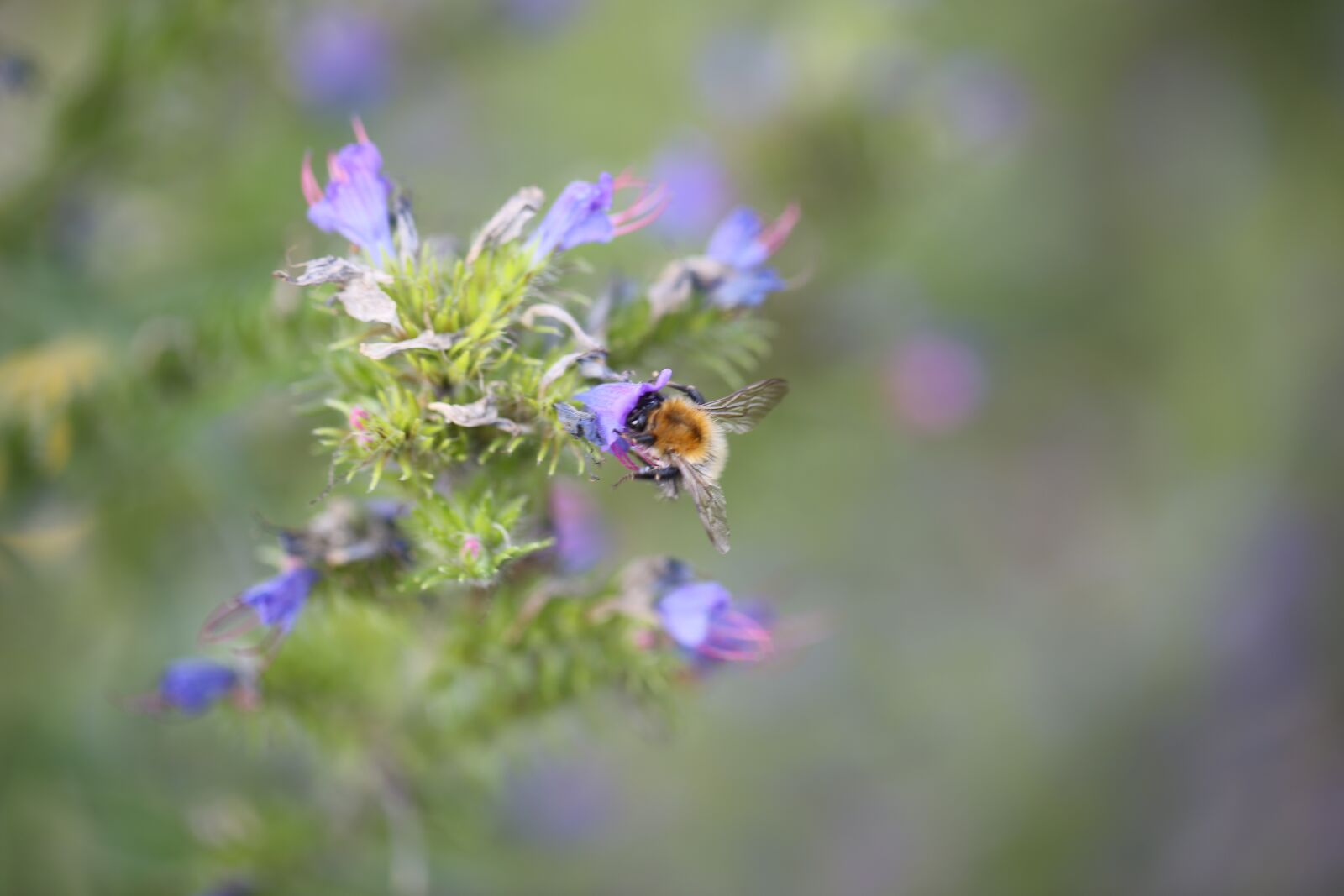 Canon EF 100mm F2.8L Macro IS USM sample photo. Hummel, nature garden photography