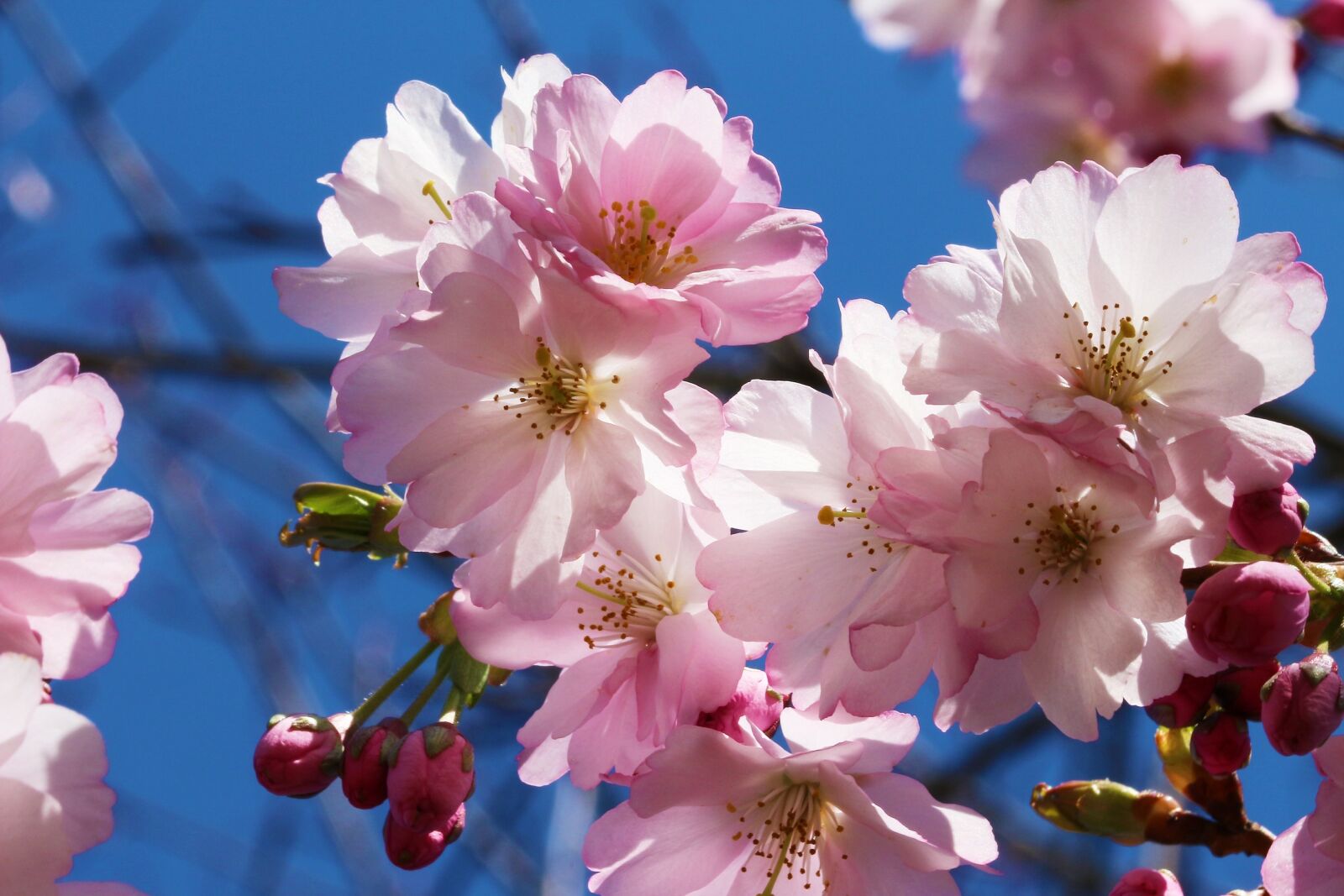 Canon EOS 700D (EOS Rebel T5i / EOS Kiss X7i) sample photo. Cherry, prunus, cherry blossom photography
