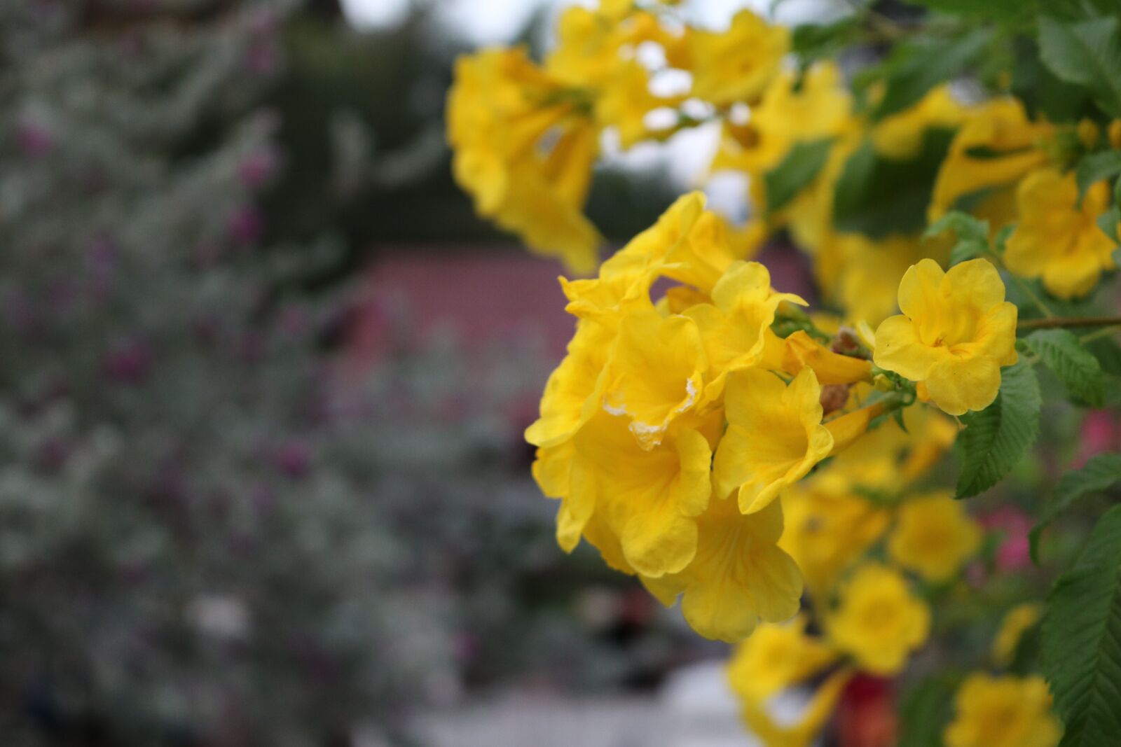 Canon EOS 750D (EOS Rebel T6i / EOS Kiss X8i) + Canon EF-S 18-55mm F3.5-5.6 IS STM sample photo. Yellow flowers, sapa, flower photography