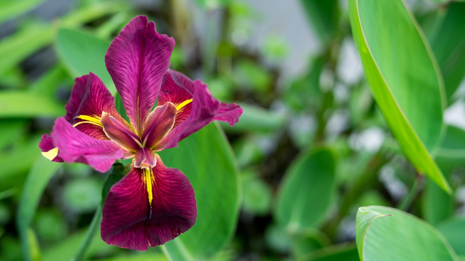 Sony a7 + Sony FE 50mm F1.8 sample photo. Iris, magenta, flower photography