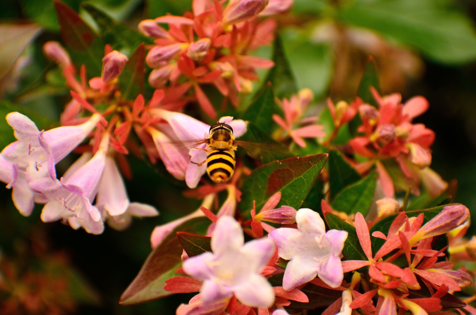 Nikon D7000 sample photo. Summer, wasp, macro photography