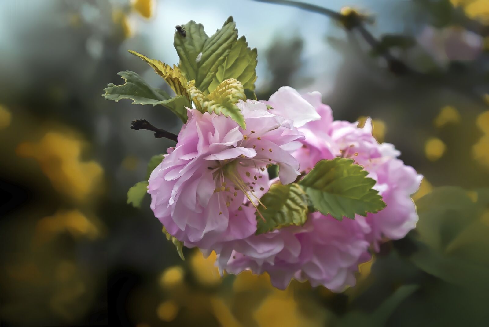 Nikon 1 Nikkor VR 10-30mm F3.5-5.6 sample photo. Flower, flowers, nature photography