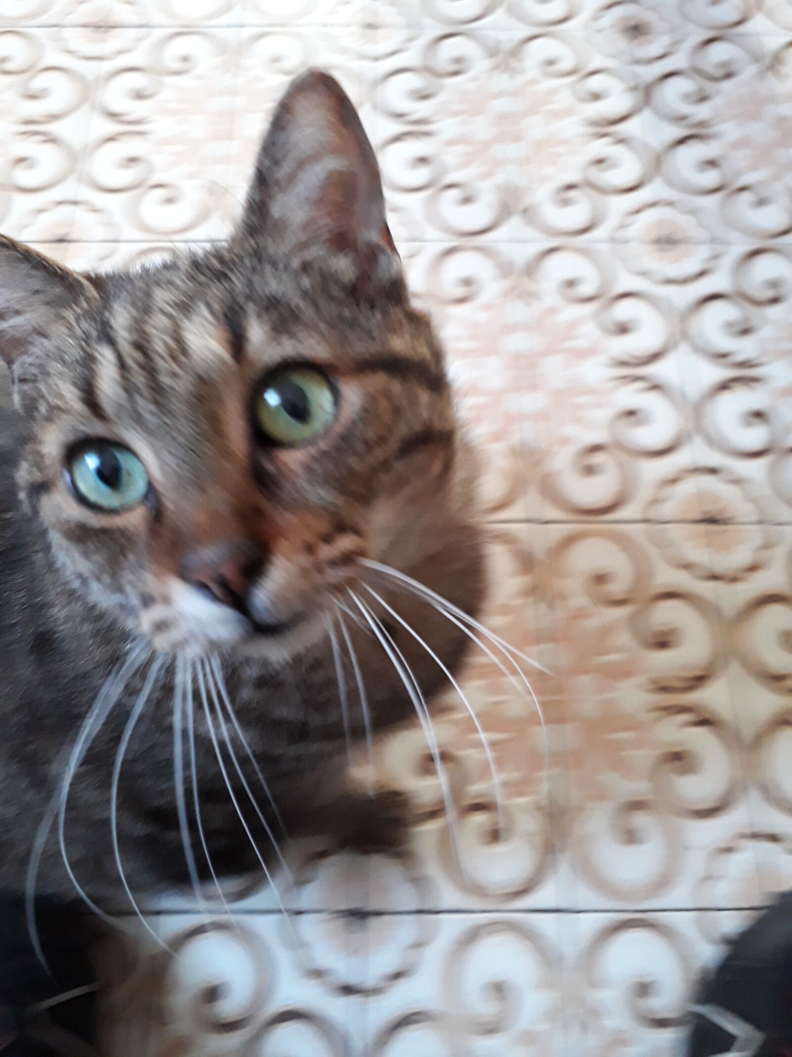 Samsung Galaxy A3(2017) sample photo. Curious, cat, watching photography