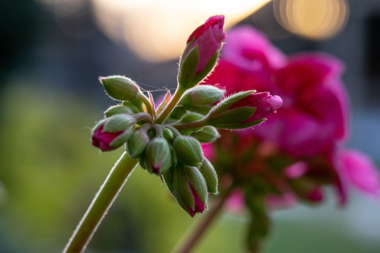 Nikon D3300 sample photo. Flower, cyclamen, spring photography
