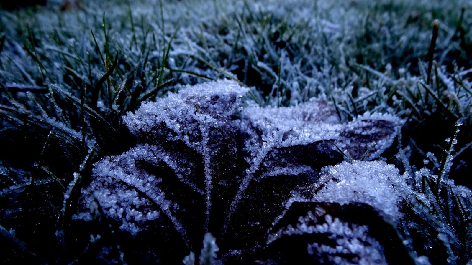 Sony Cyber-shot DSC-HX20V sample photo. Frost, nature, cold photography