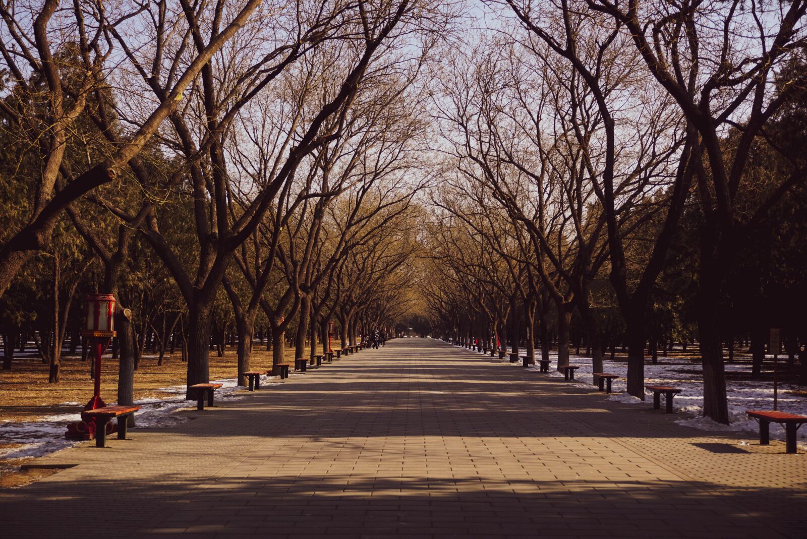 Sony a6000 sample photo. Park, trees, lane photography