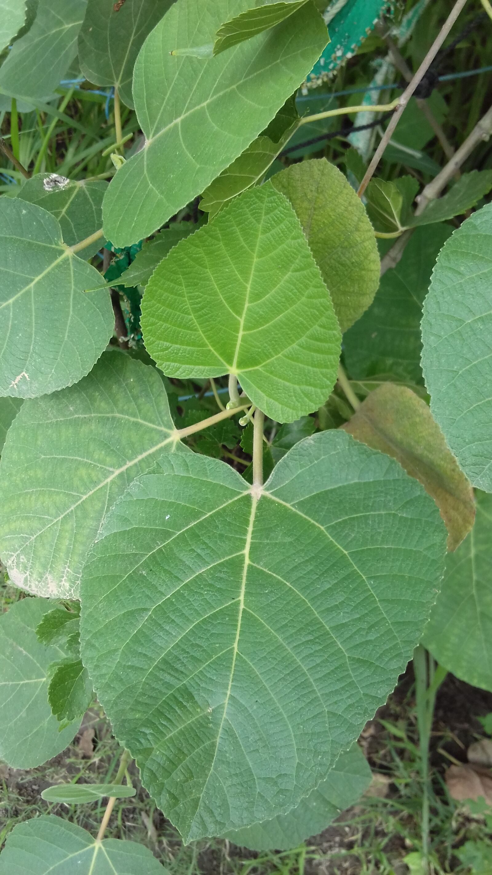 Samsung Galaxy J3(2016) sample photo. Green leaves, nature, plant photography