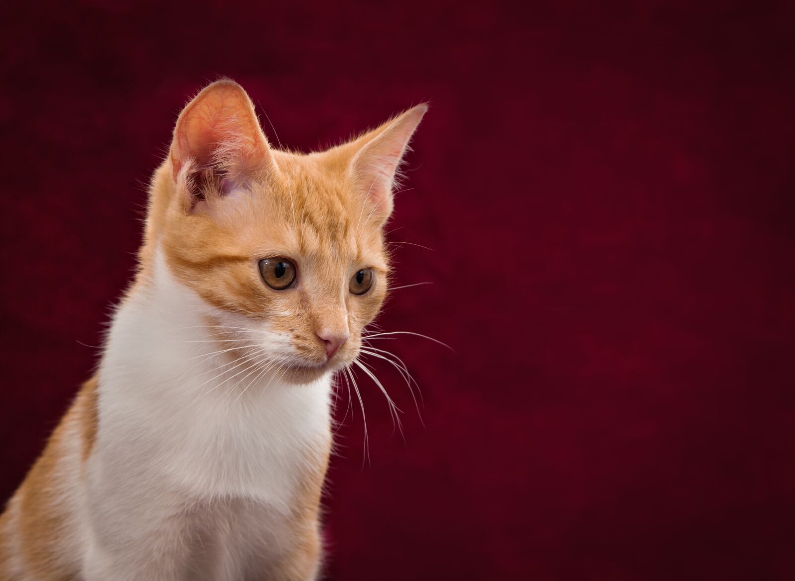 Sony SLT-A55 (SLT-A55V) sample photo. Cat, background image, cute photography