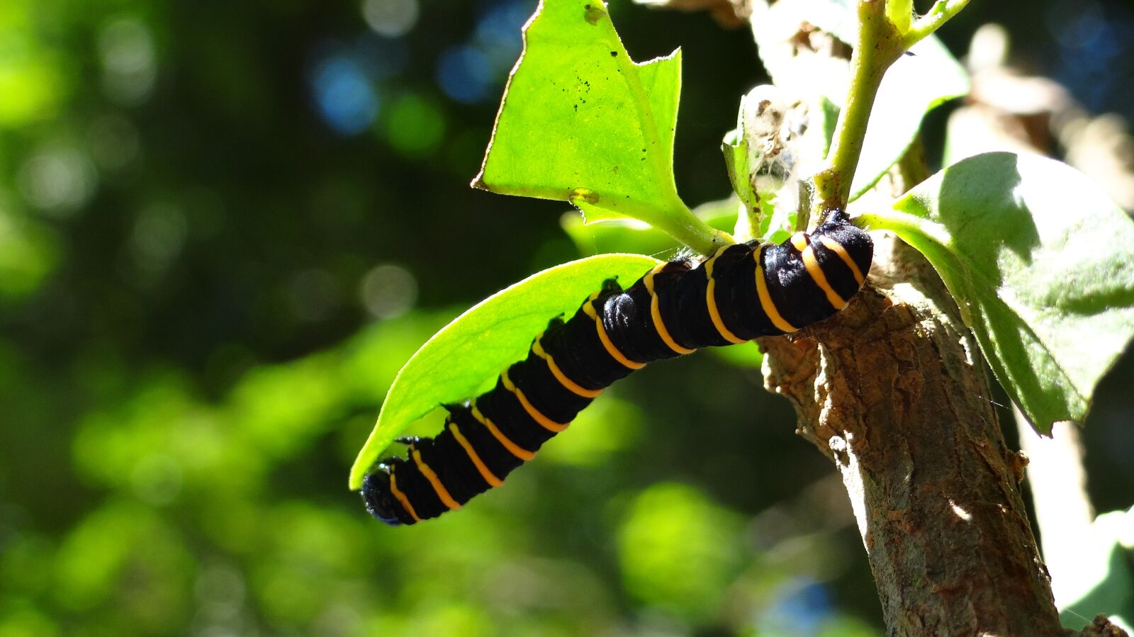 Sony DSC-HX200V sample photo. Caterpillar, transformation, metamorphosis photography