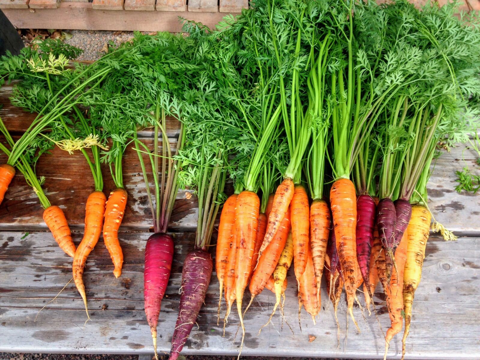 iPhone 5 back camera 4.12mm f/2.4 sample photo. Carrot, carrots, produce photography