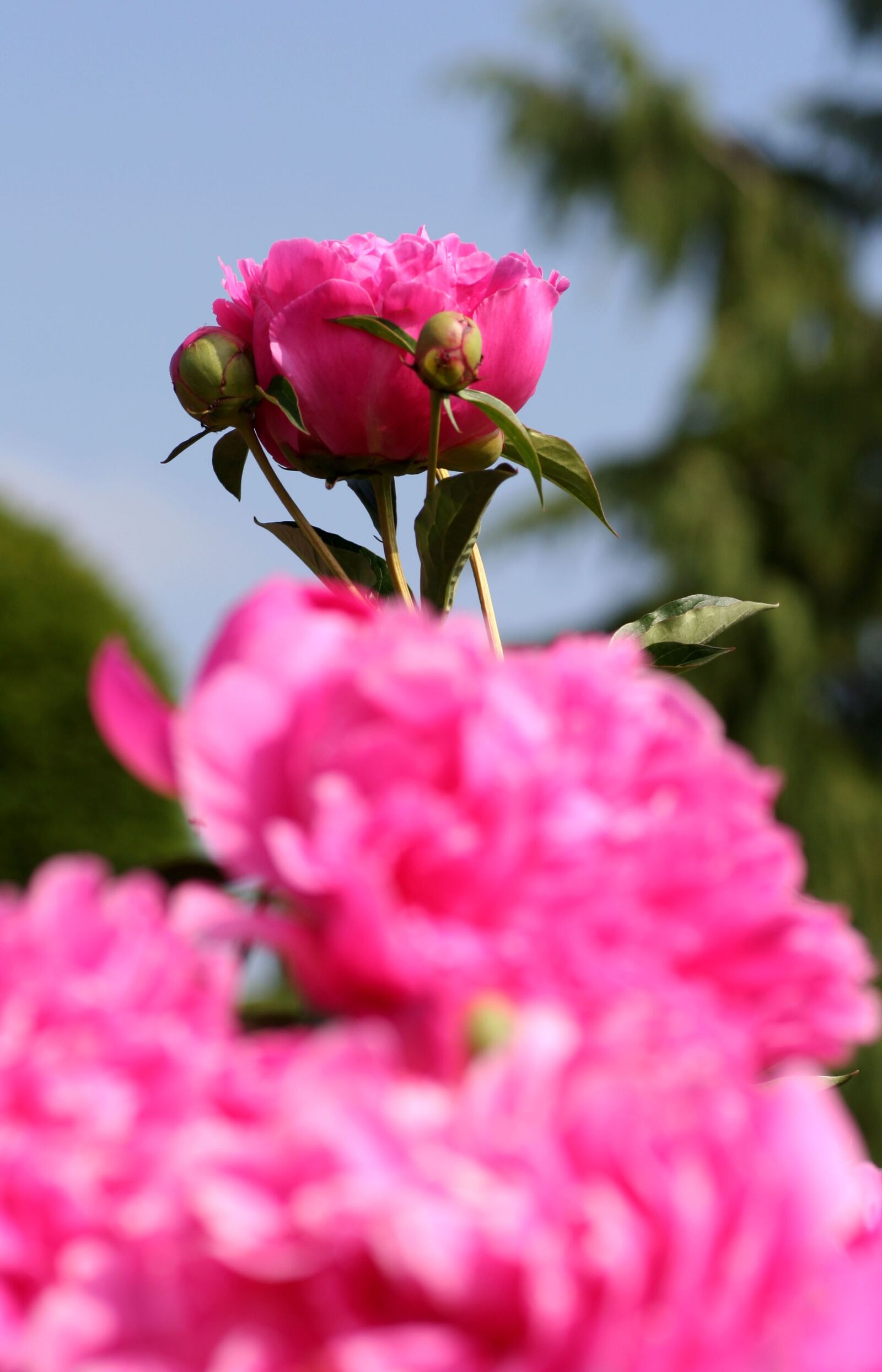 Canon EOS 350D (EOS Digital Rebel XT / EOS Kiss Digital N) sample photo. Flower, peony, sky photography