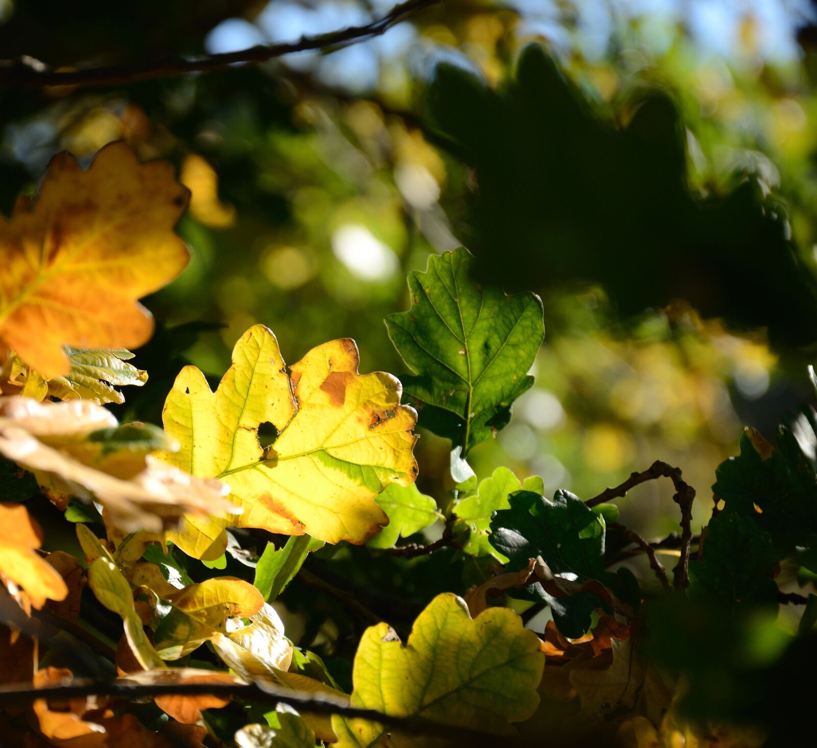 Nikon D7000 sample photo. Fall foliage, autumn light photography