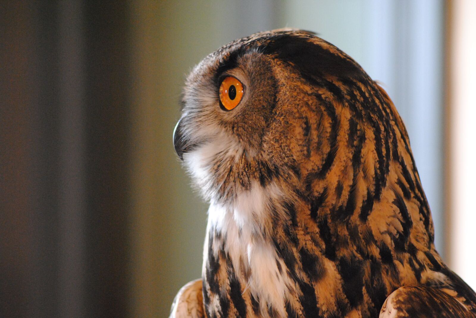 Nikon D3000 sample photo. Owl, bird, raptor photography