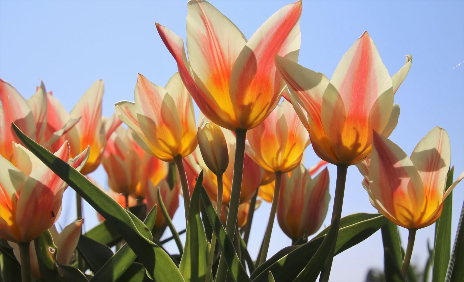Canon EOS 80D sample photo. Colorful tulips, wishes, garden photography