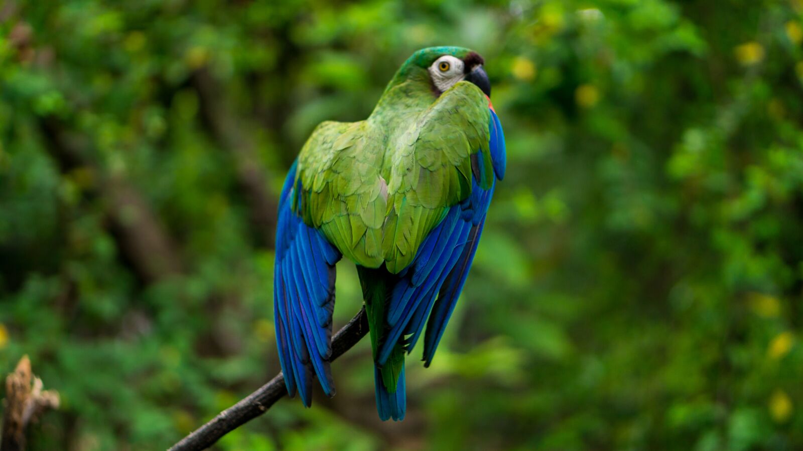 E 50mm F1.8 OSS sample photo. Guacamaya, animal, grass photography