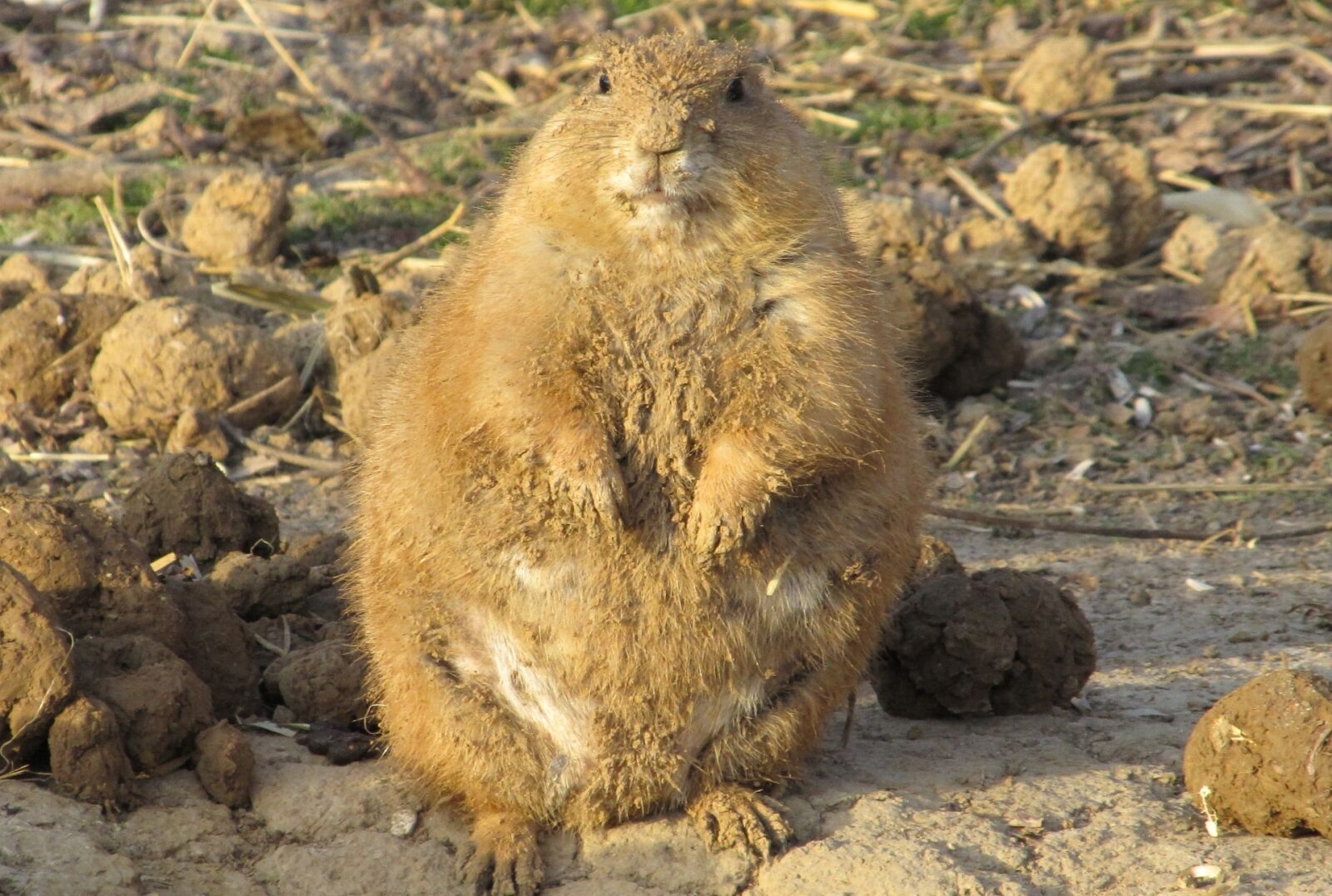 Canon PowerShot SX130 IS sample photo. Prairie dog, fat, wildlife photography