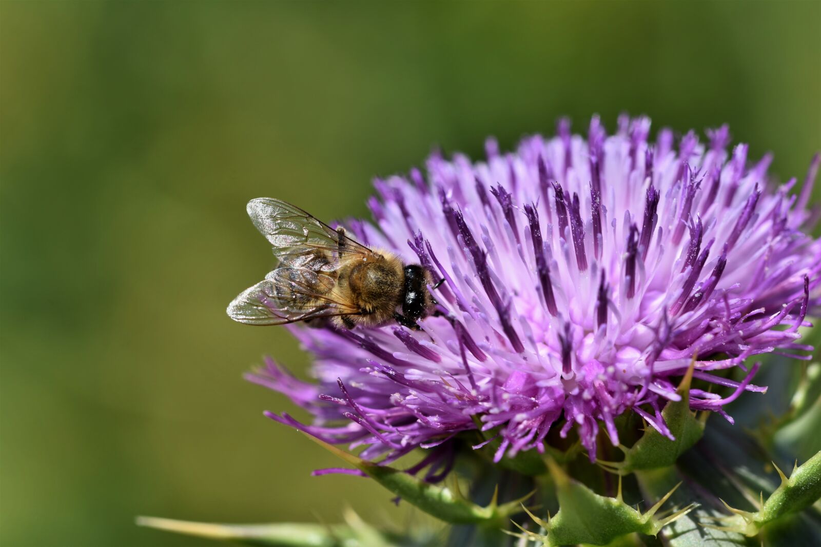 Nikon D7200 sample photo. Thistle, common donkey thistle photography
