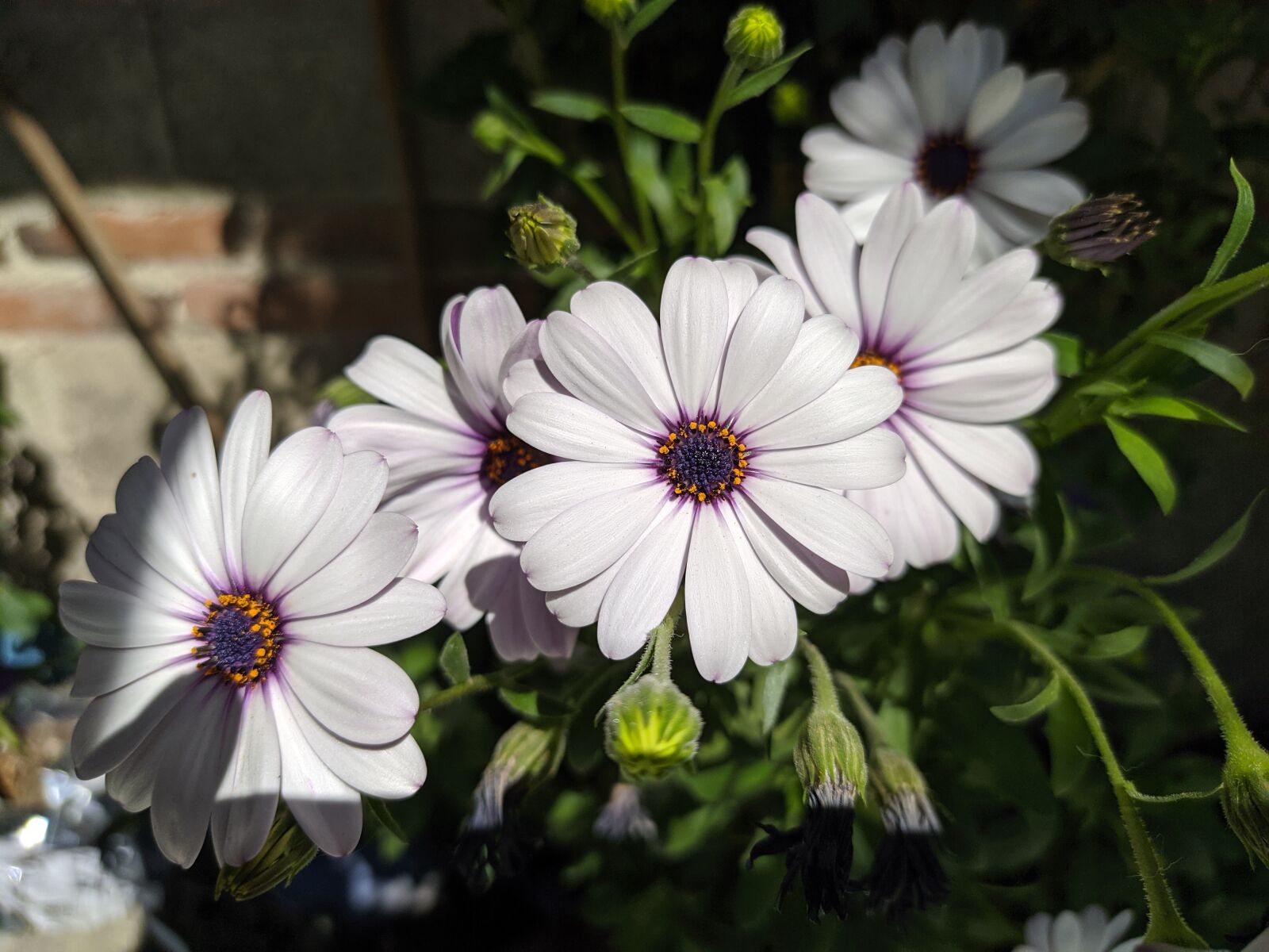 Xiaomi Redmi Note 8 sample photo. Flowers, white, purple photography