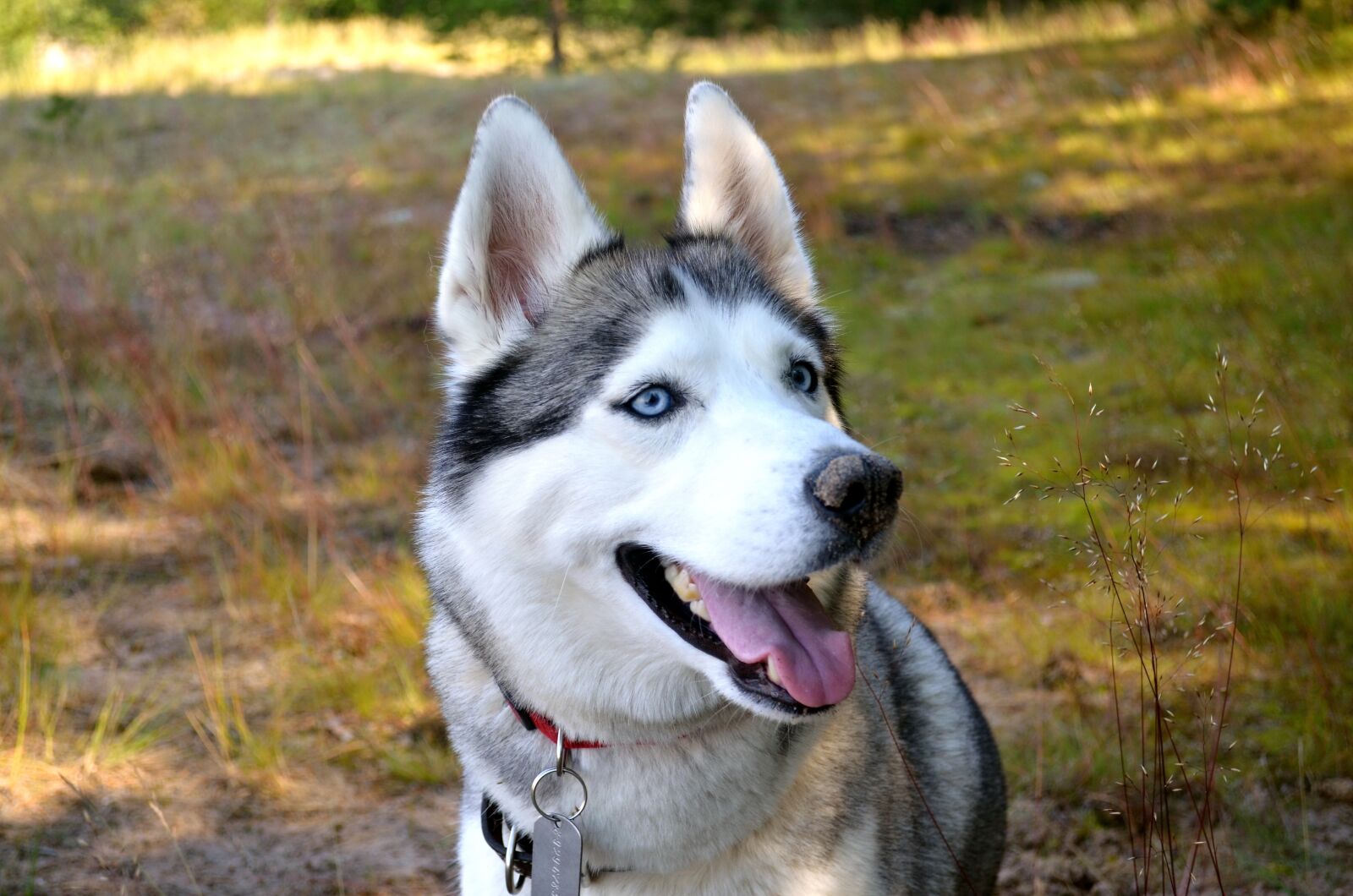 Nikon D5100 sample photo. Dog, husky, siberian photography