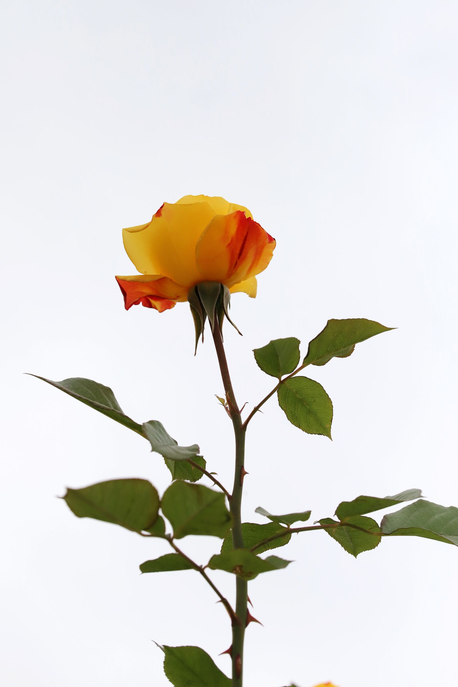 Canon EOS 6D Mark II sample photo. Rose, petal, flowers photography