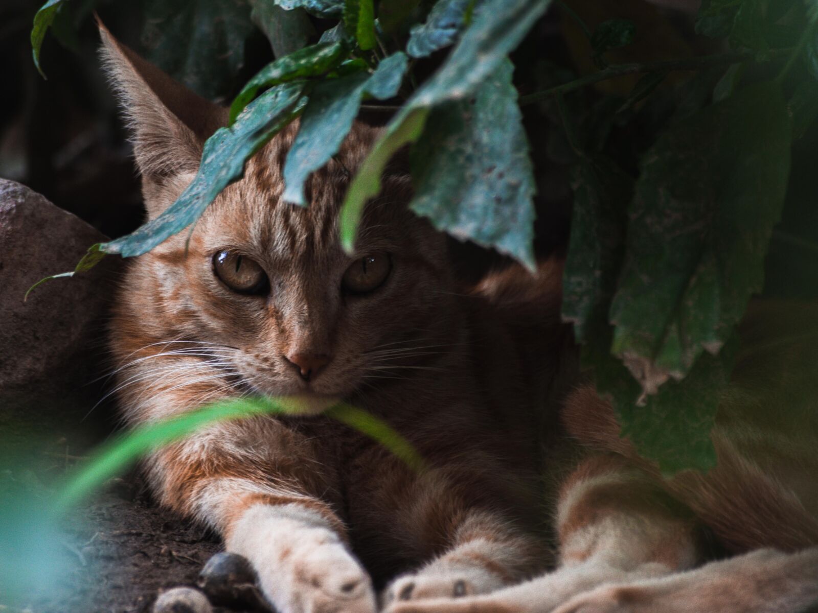 Nikon D5300 sample photo. Cats, animal, kitten photography